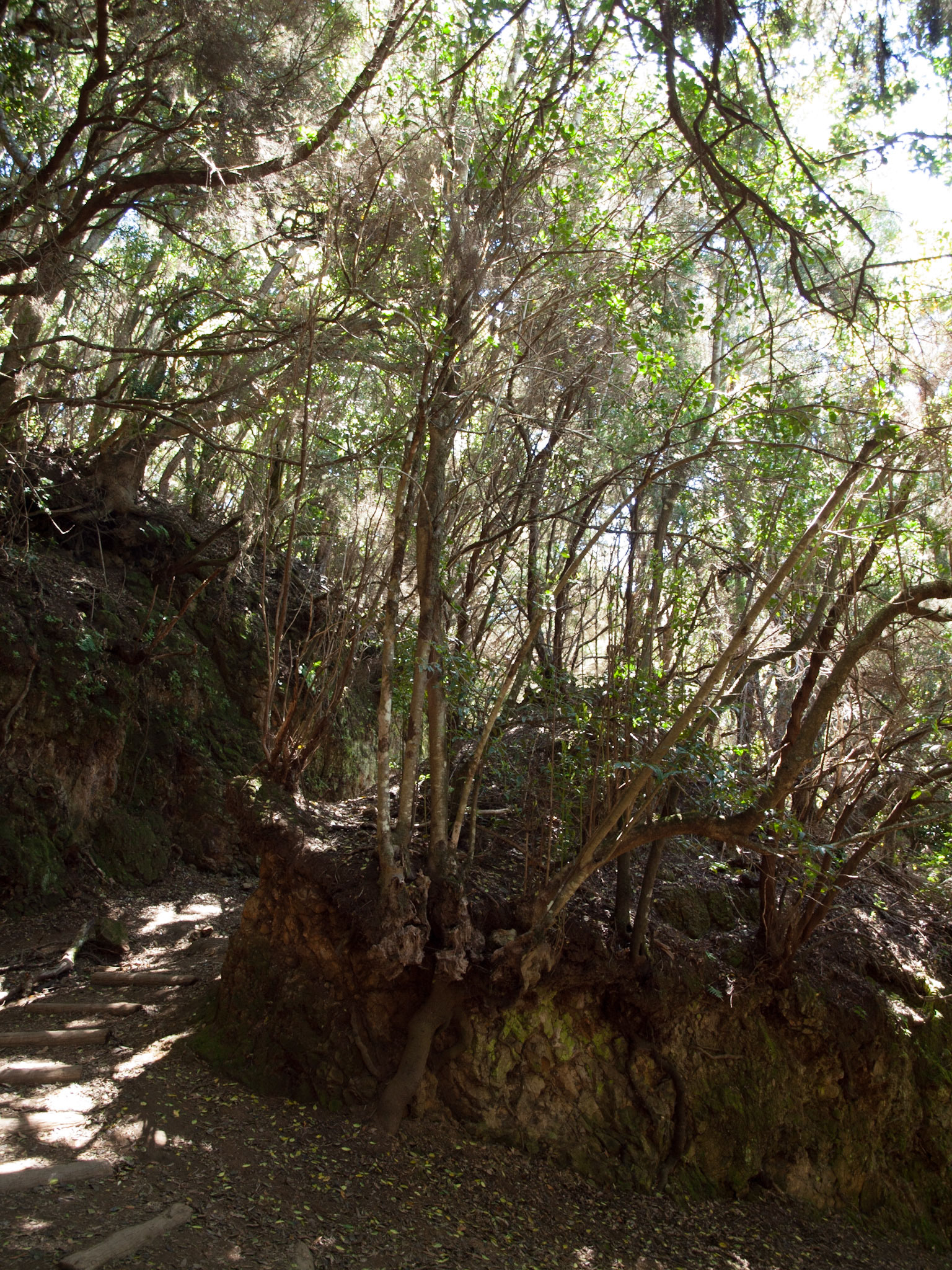 Parque Rural de Anaga
