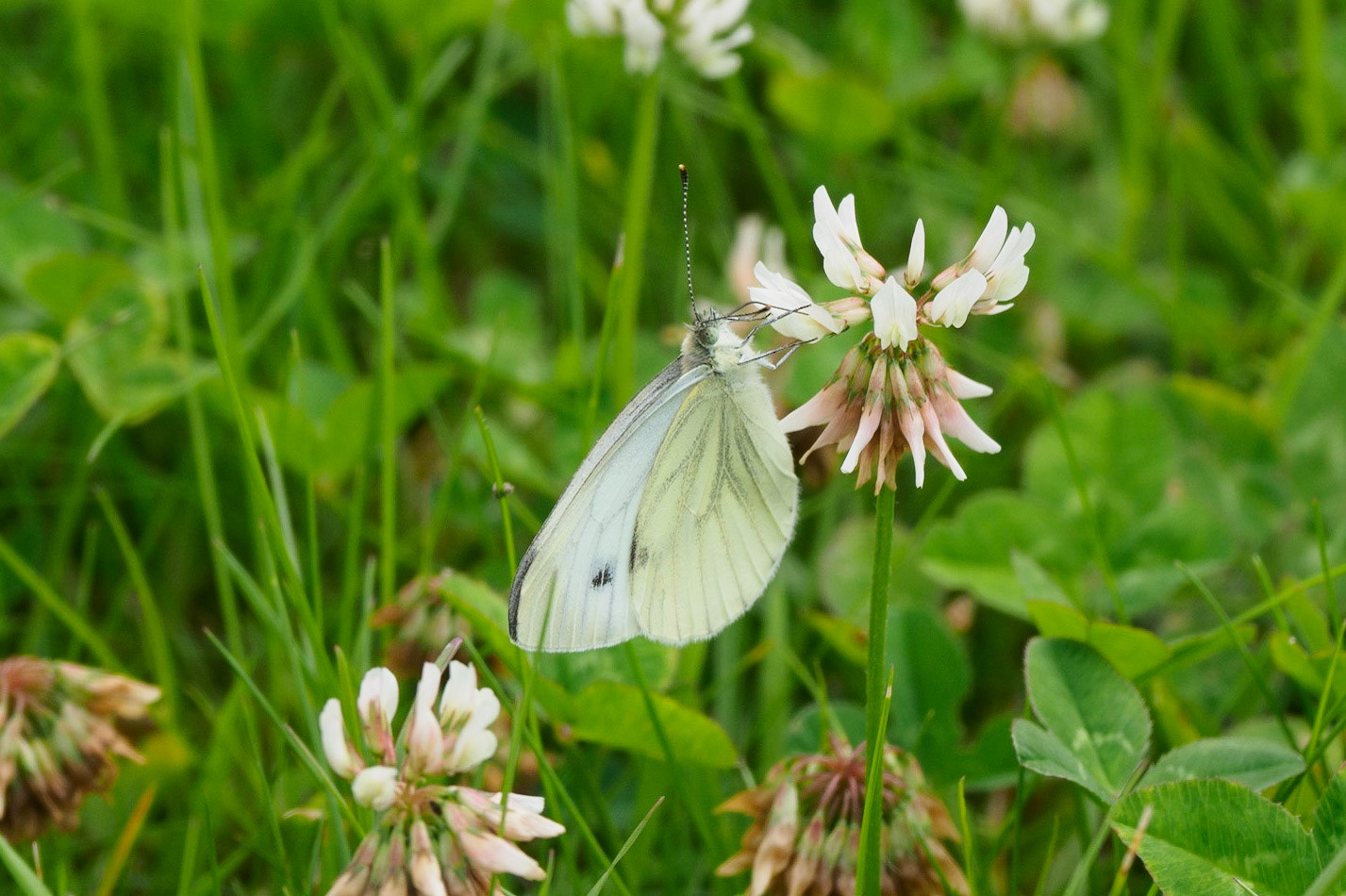 Kohlweißling auf Klee