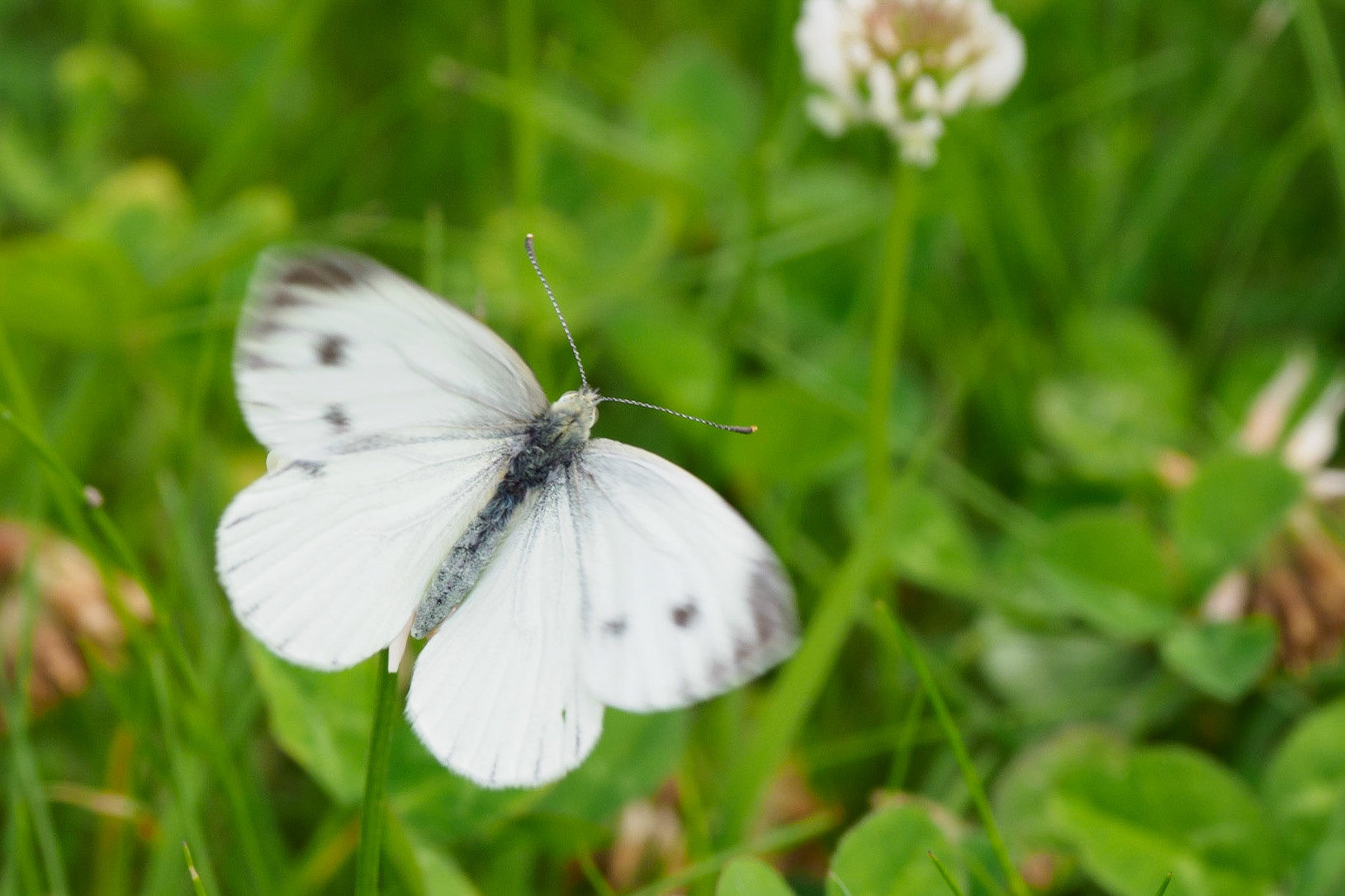 Kohlweißling auf Klee