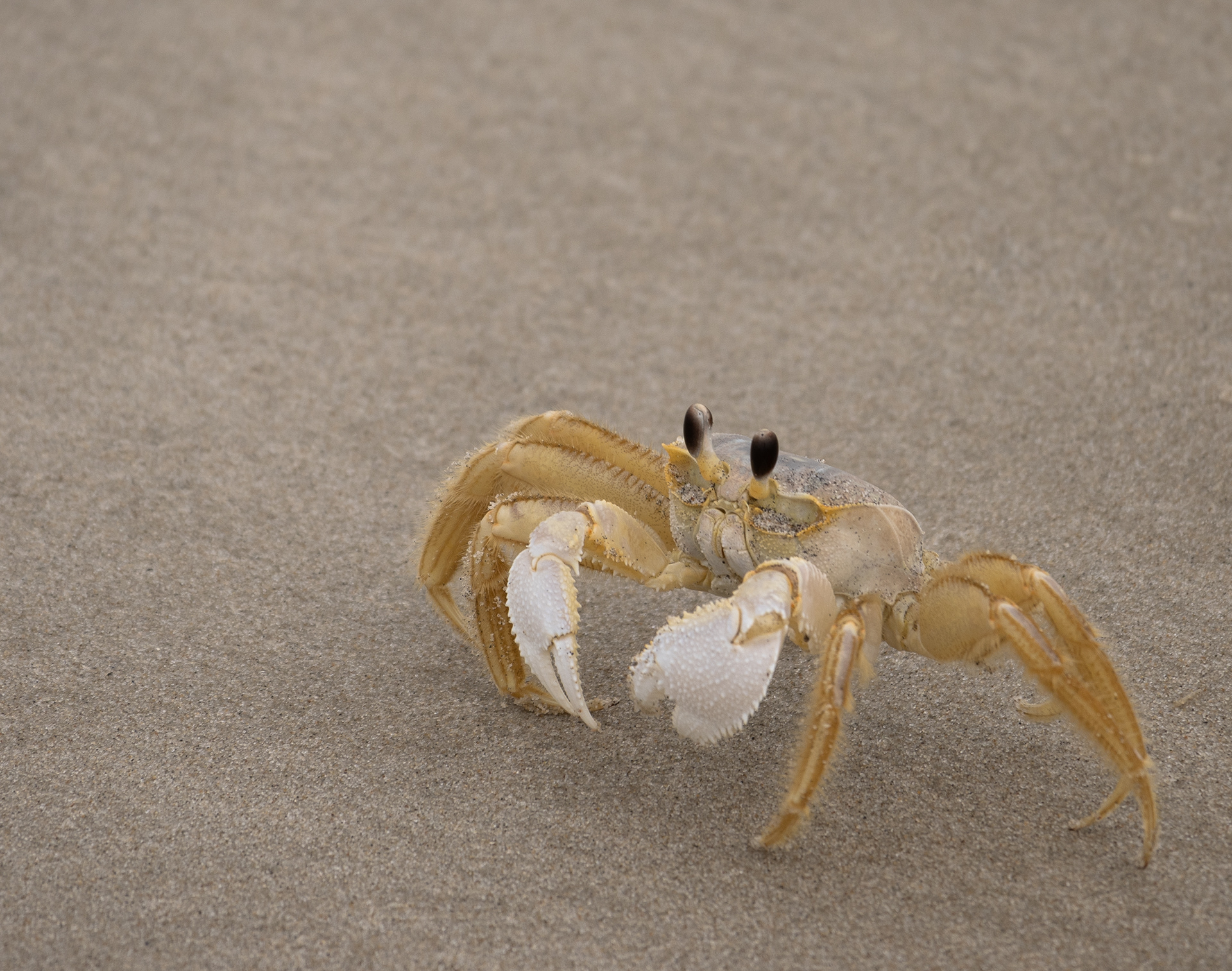 Ghost Crab on Assateague