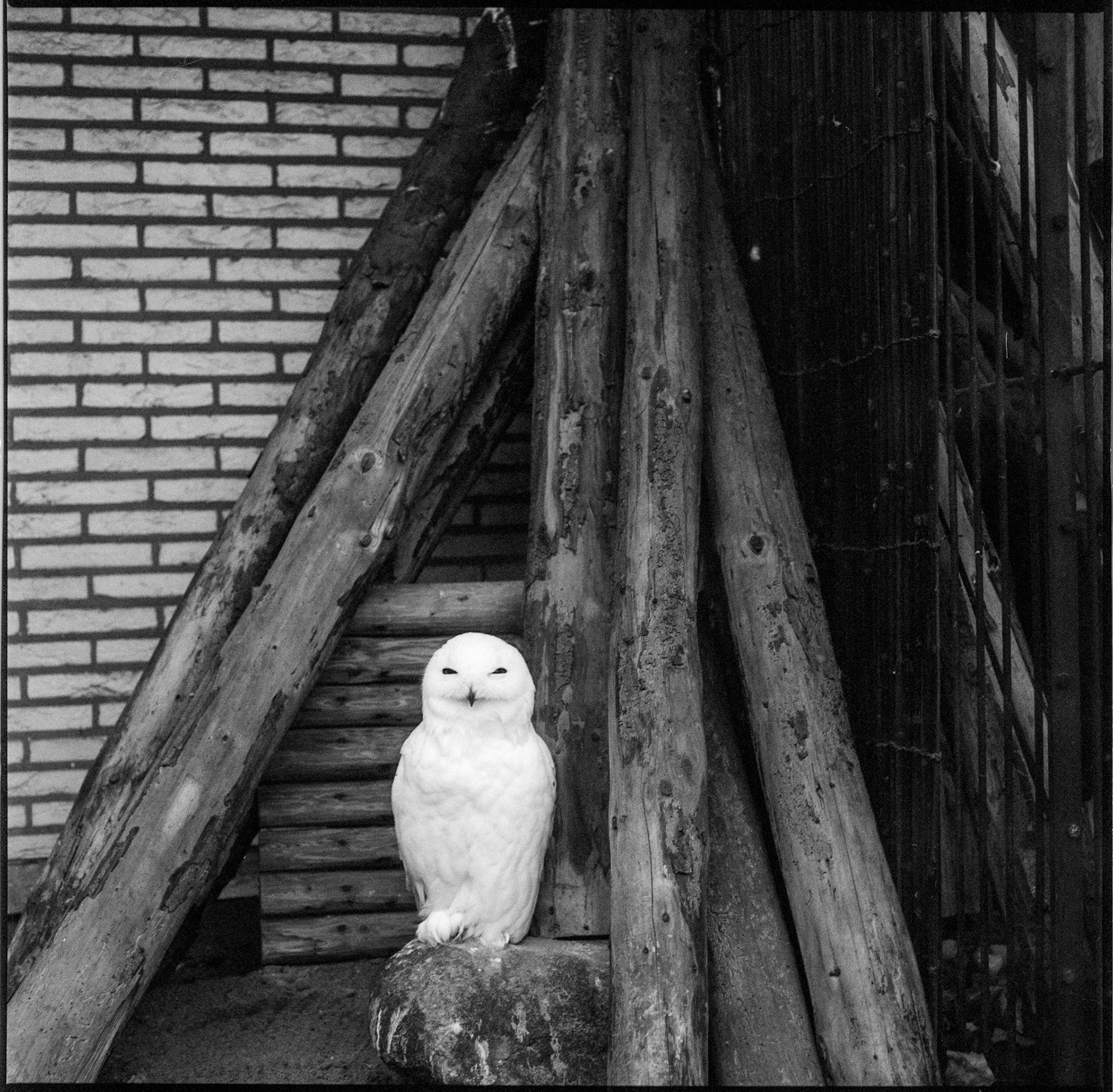 Antwerp zoo, Belgium 1992