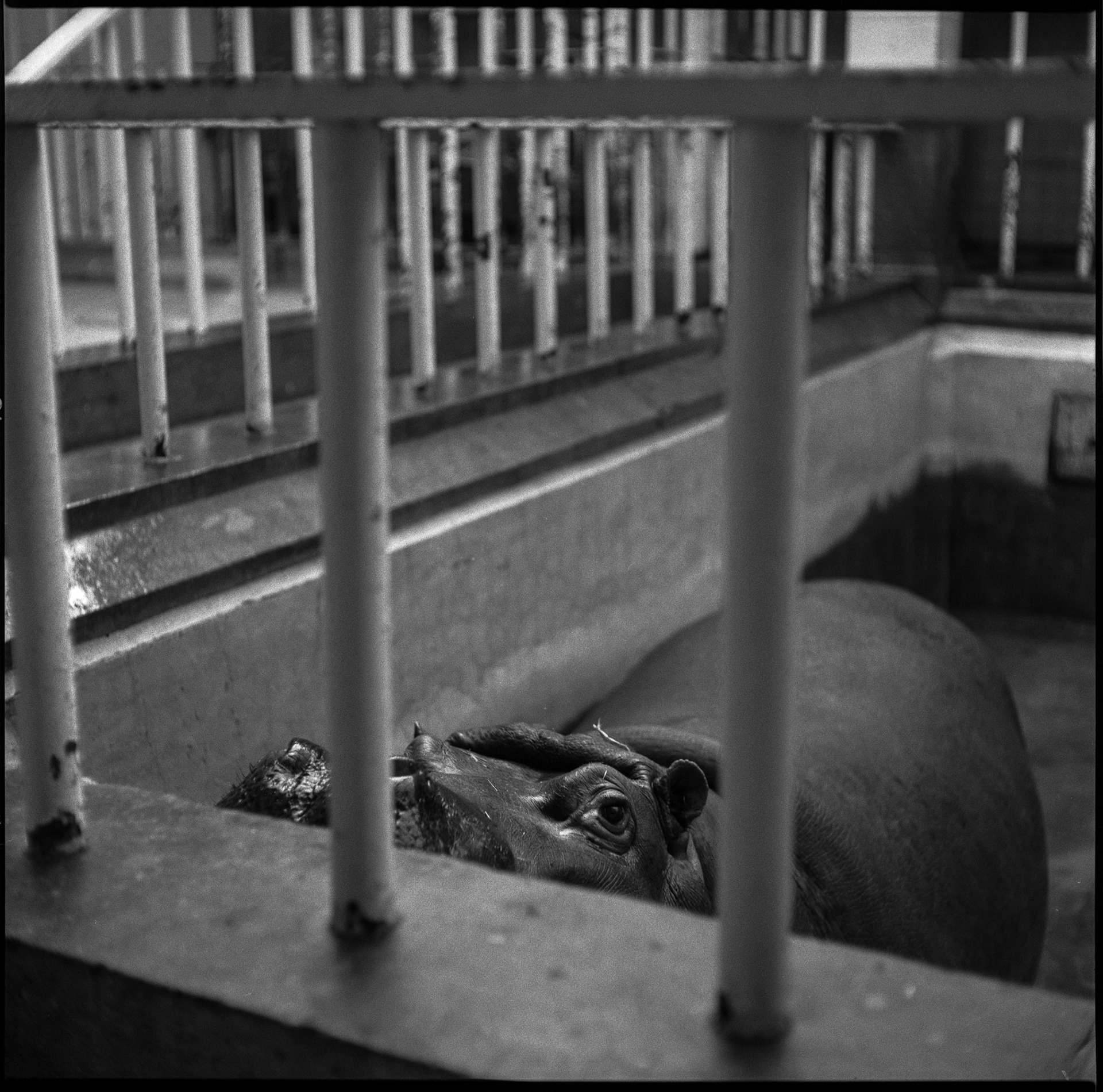 Antwerp zoo, Belgium 1992
