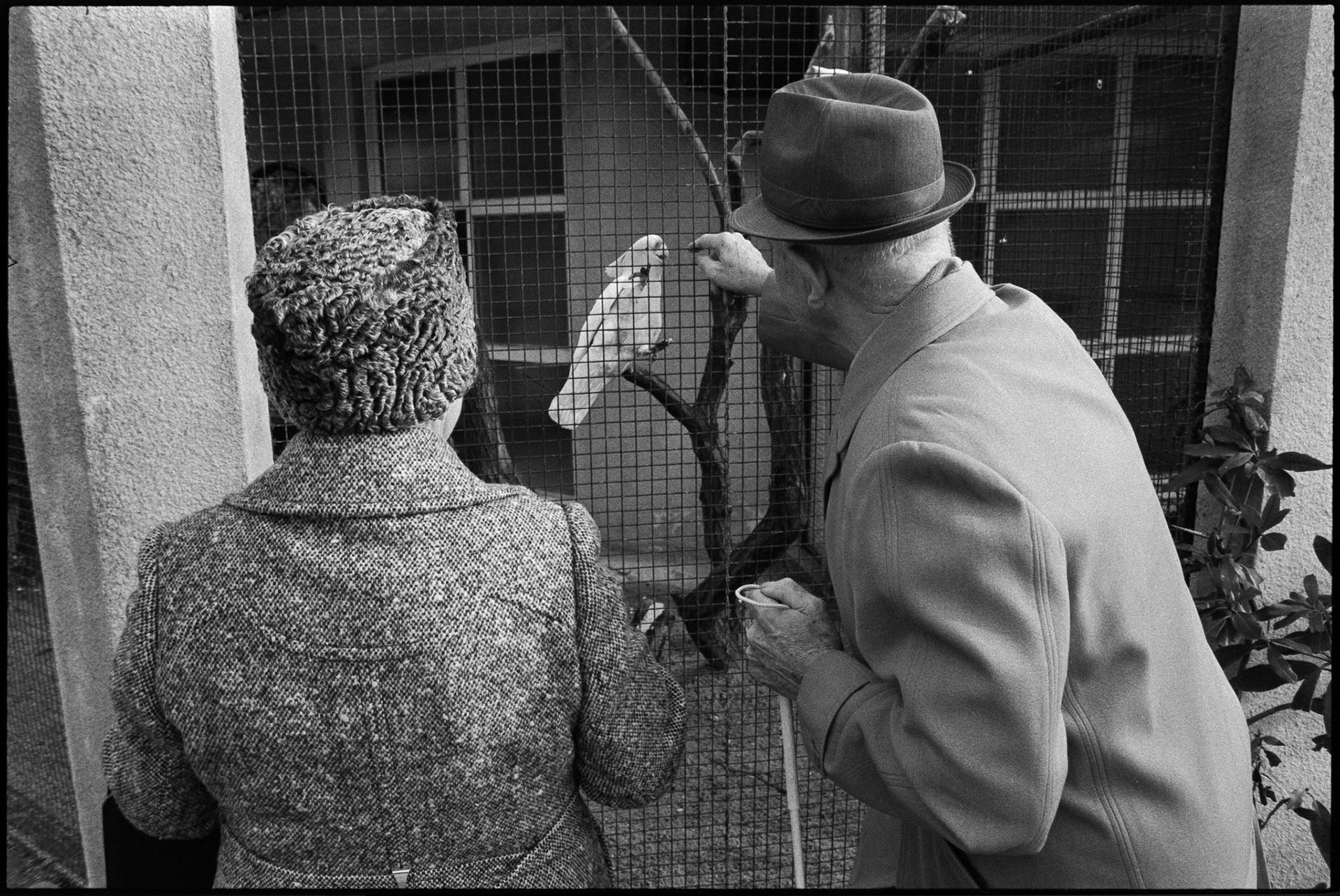 Antwerp zoo, Belgium, 1990