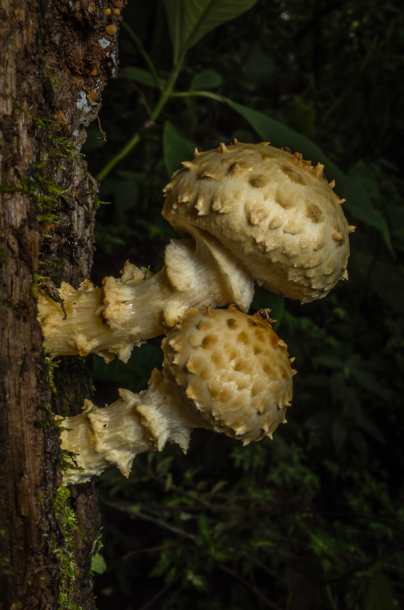 Mindo, Ecuador, July 2015