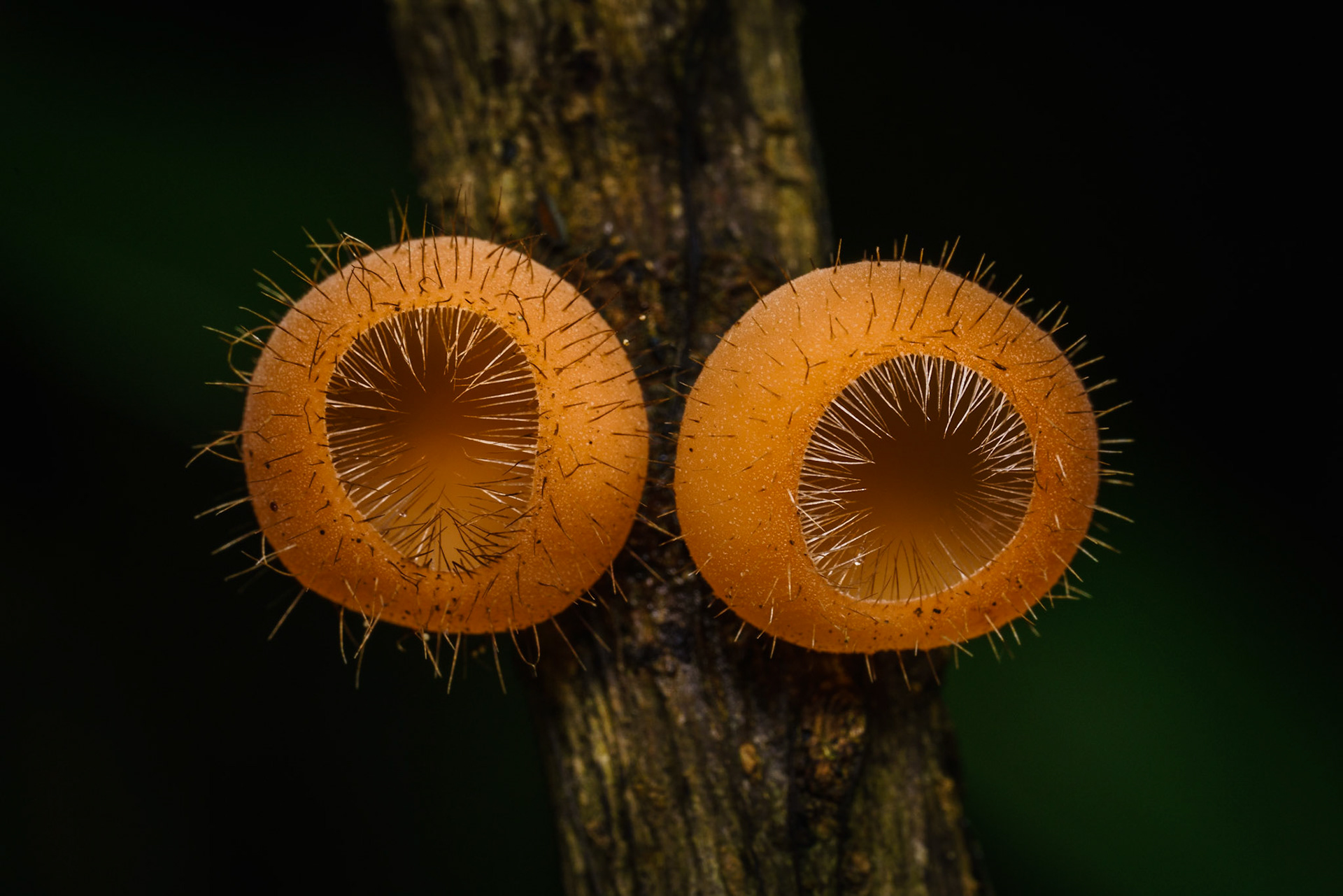 Agujitas de Drake, Costa Rica, July 2017