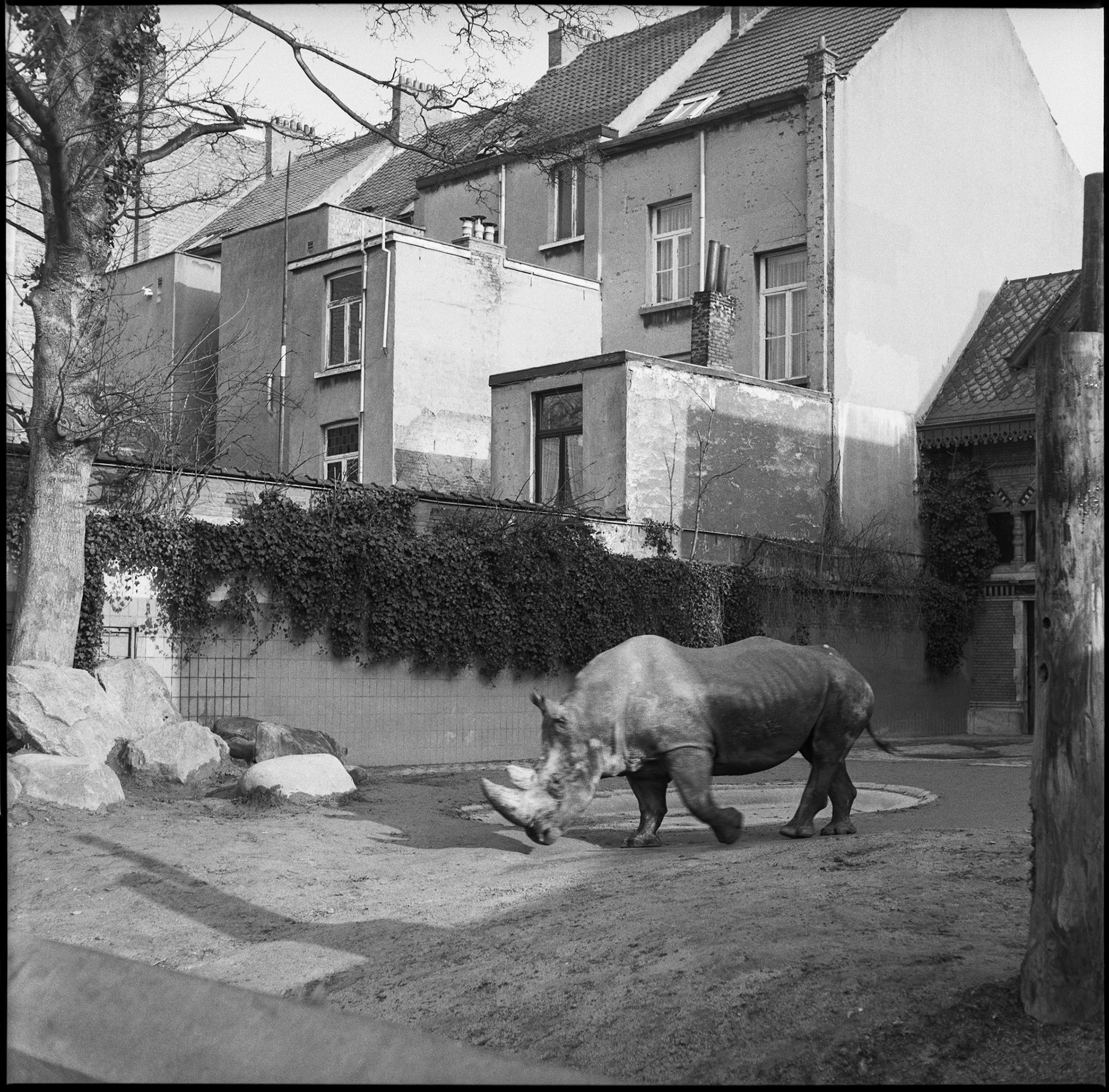 Antwerp zoo, Belgium 1992
