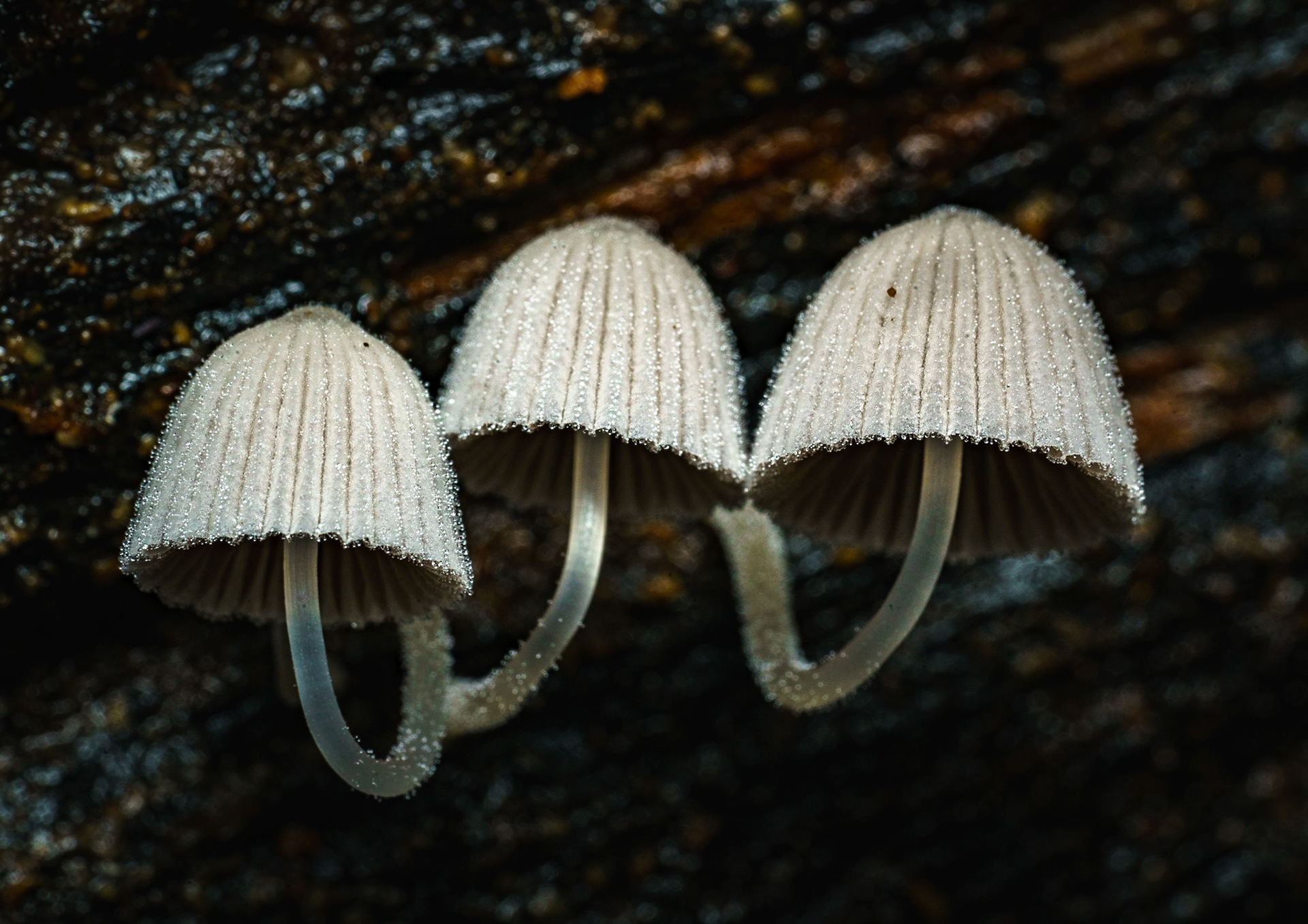 Agujitas de Drake, Costa Rica, July 2017