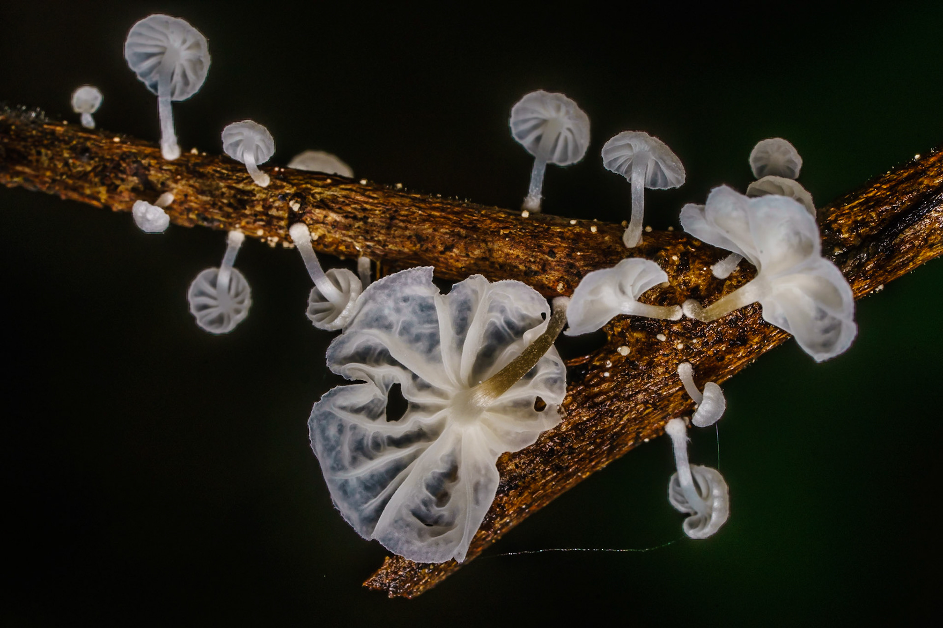 Agujitas de Drake, Costa Rica, July 2017