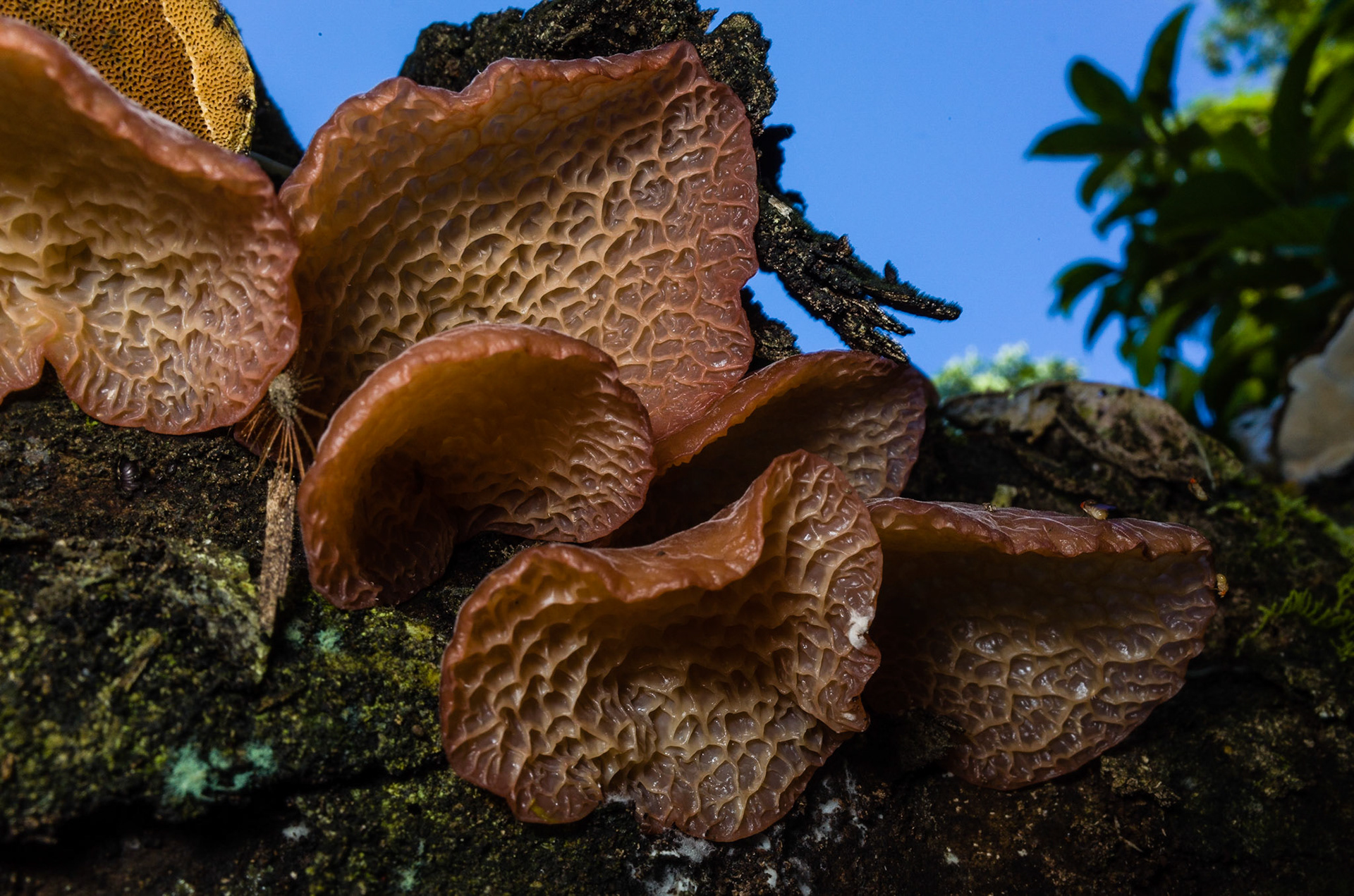 Ahuana, Ecuador, July 2015