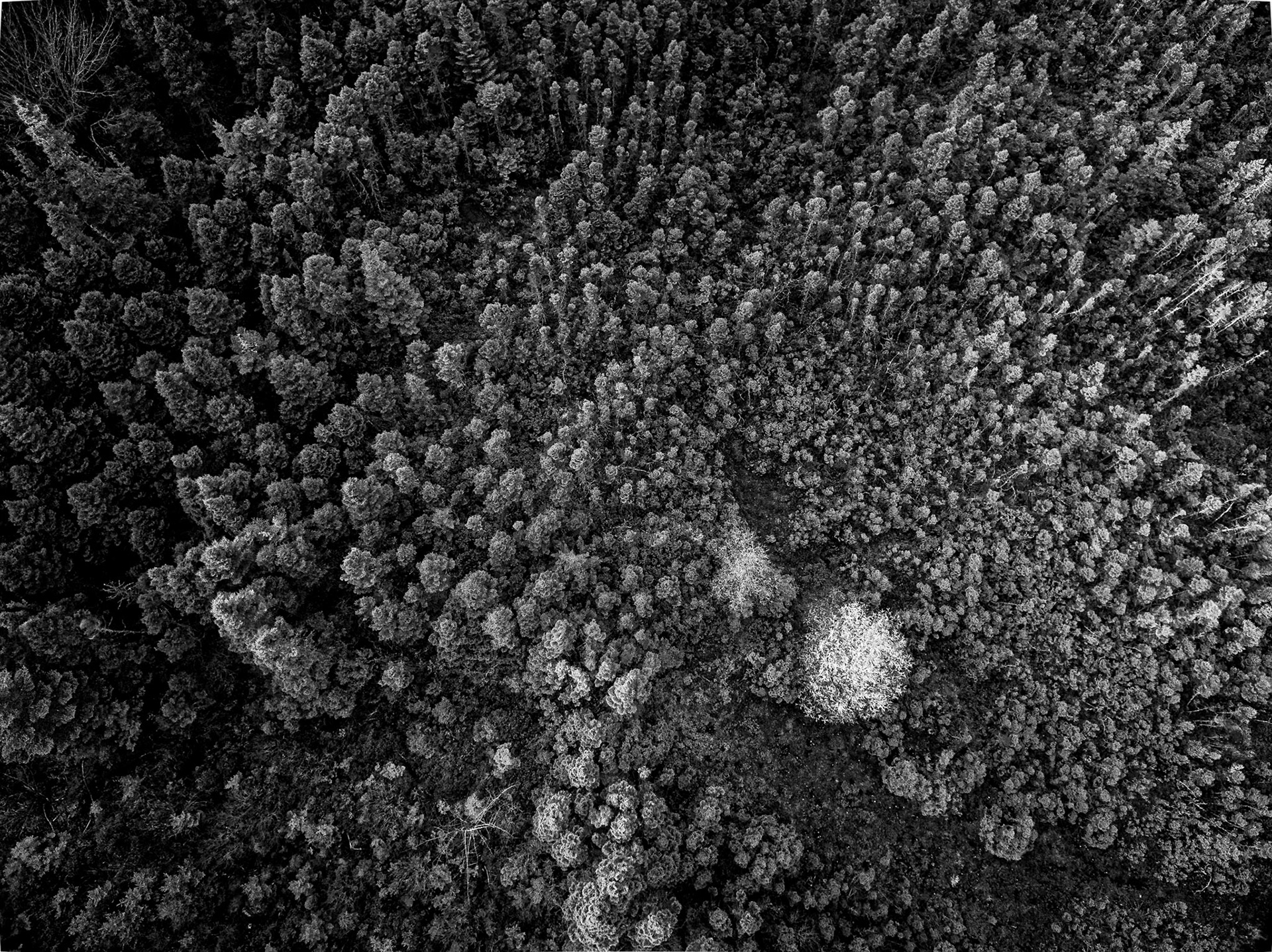 Trees from Above