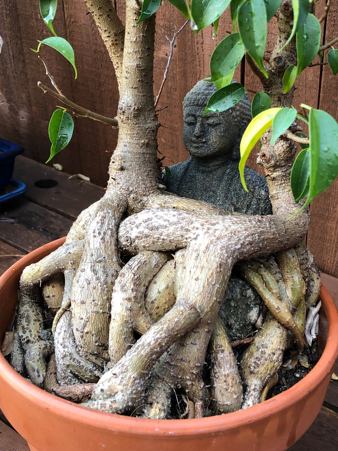 Buddha $200