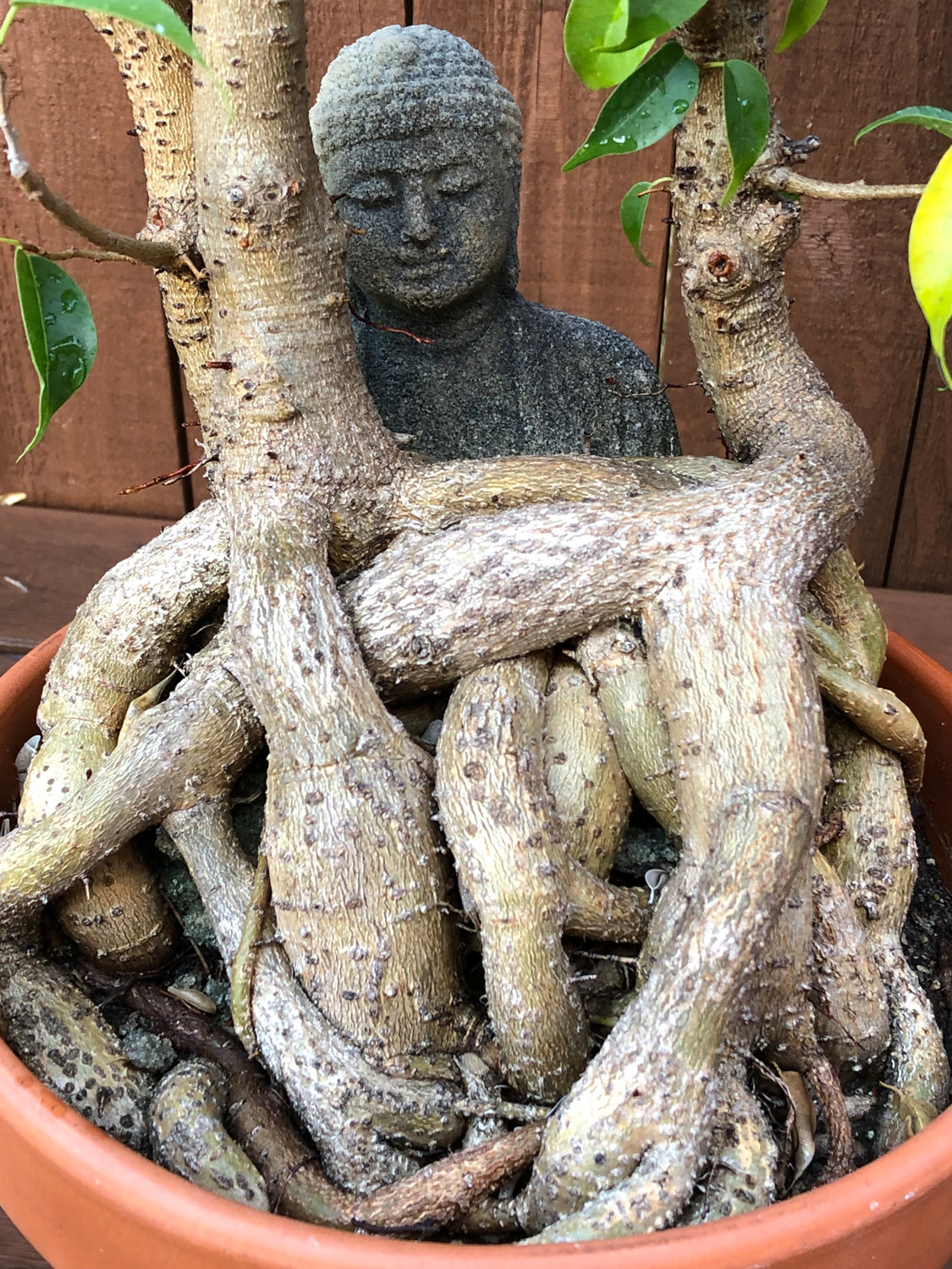 Buddha $200