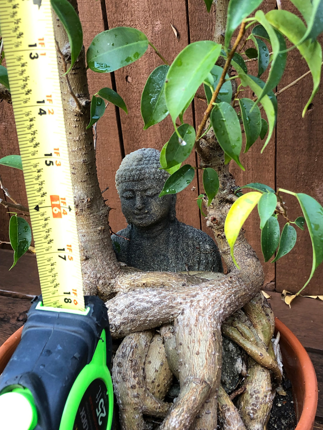 Buddha $200