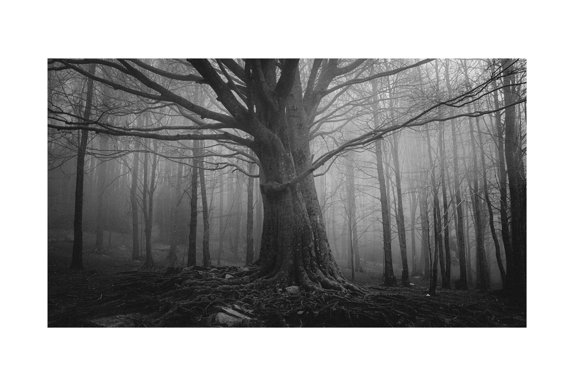 © C. Yuhki Oka