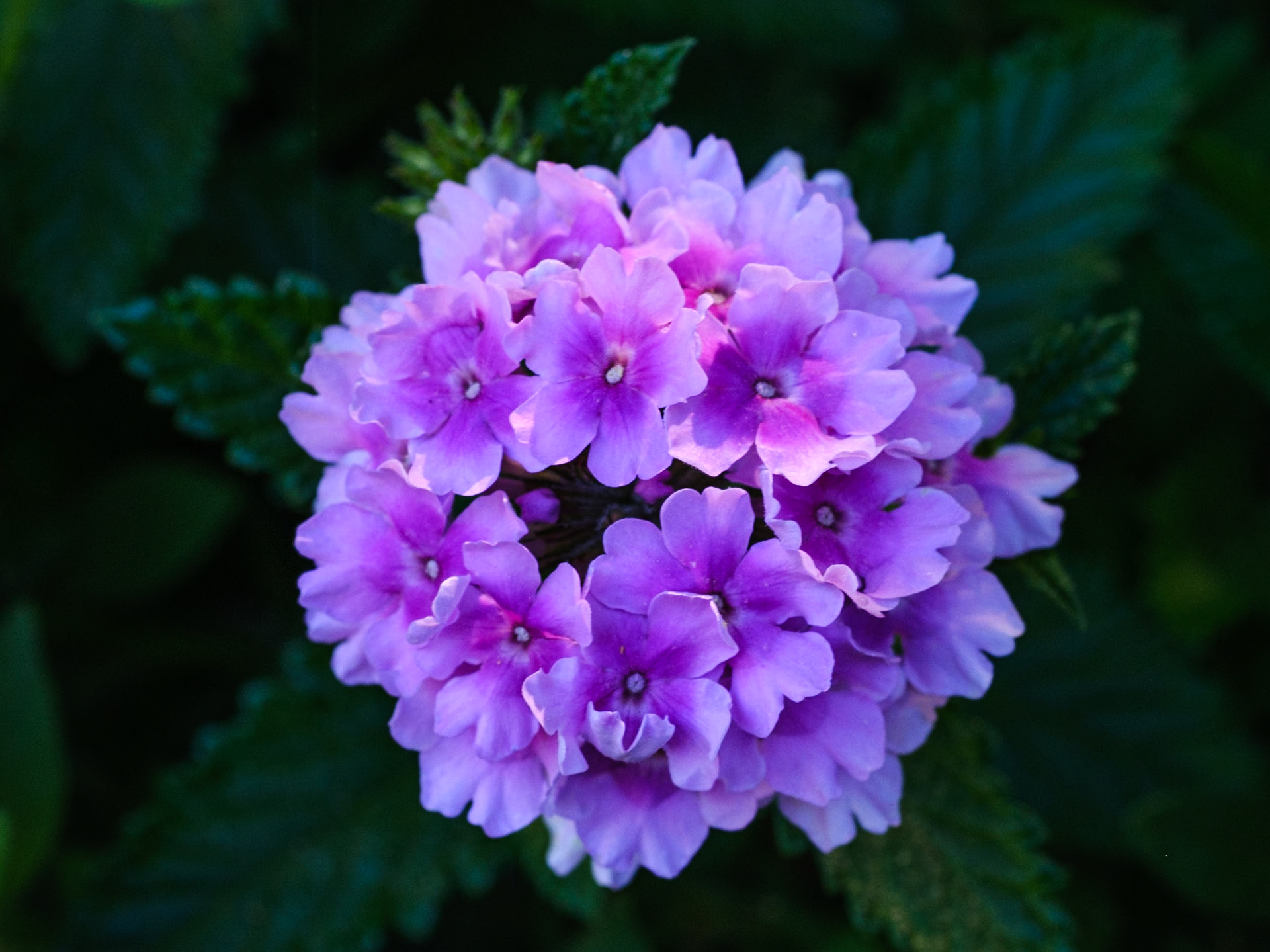 Verbena