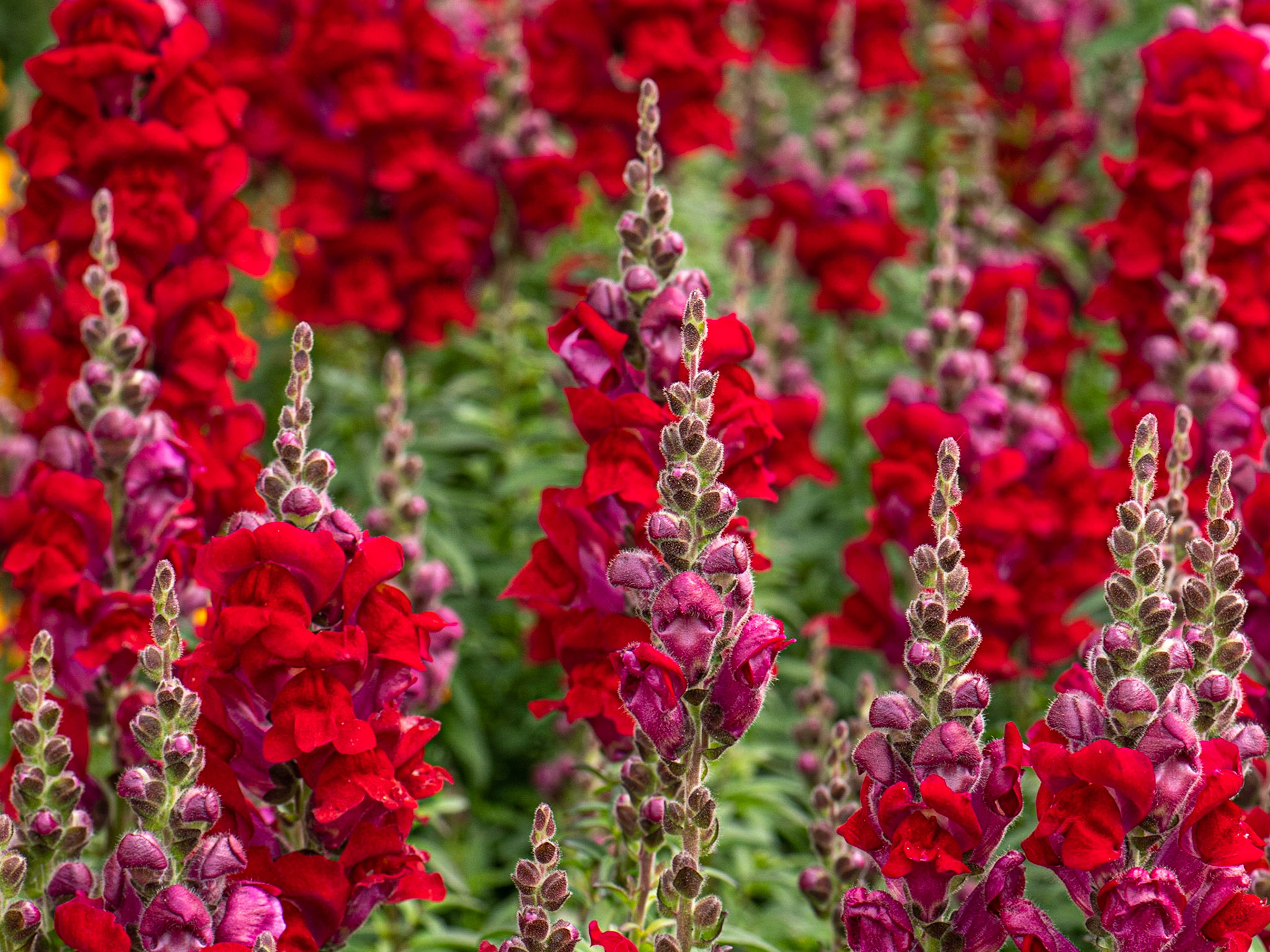 Foxglove