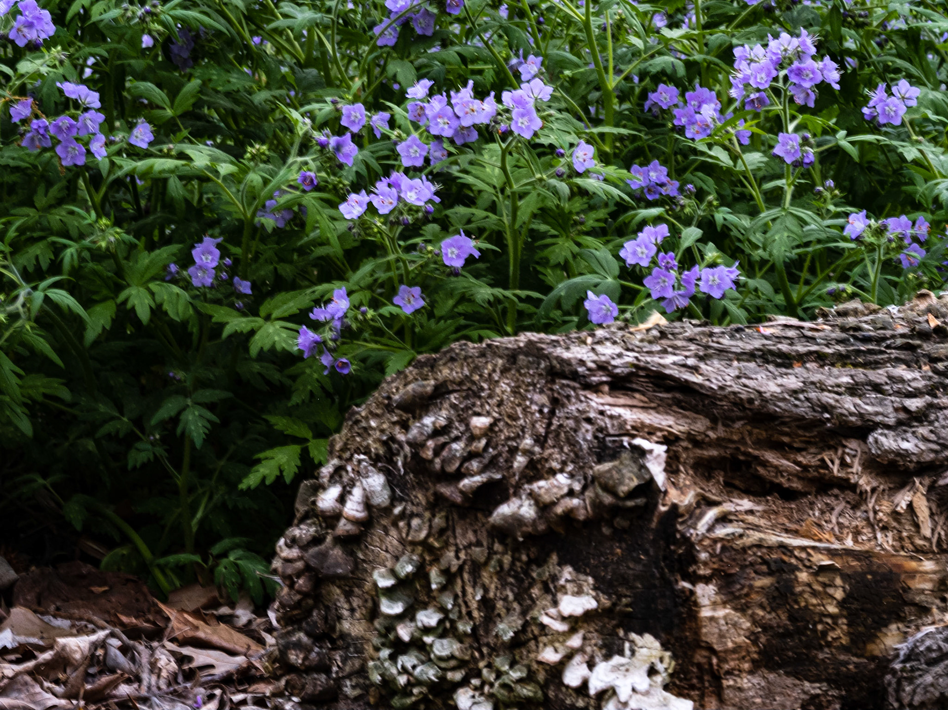 Wildflowers