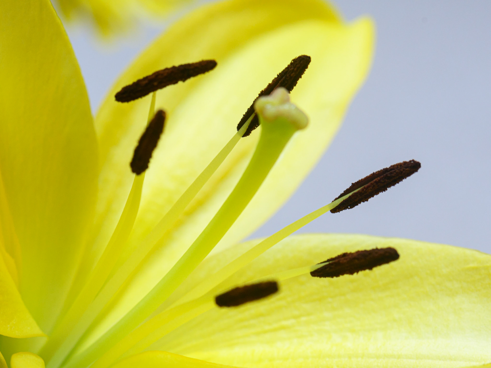 Lily