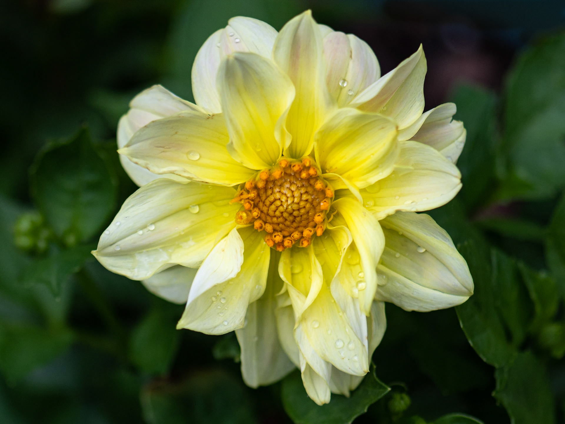 Dahlia