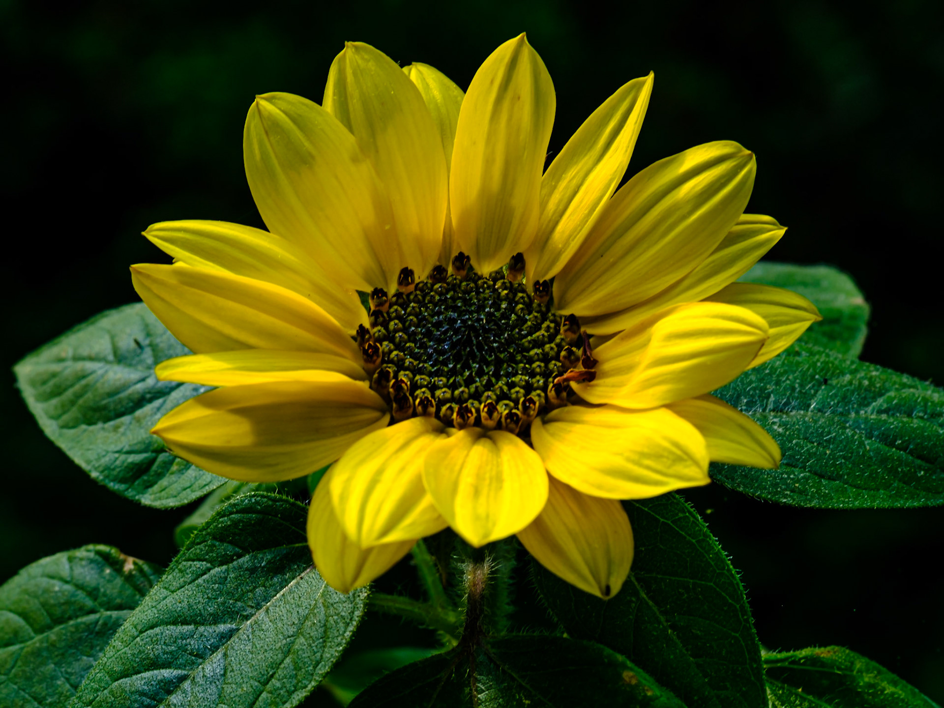 Sunflower