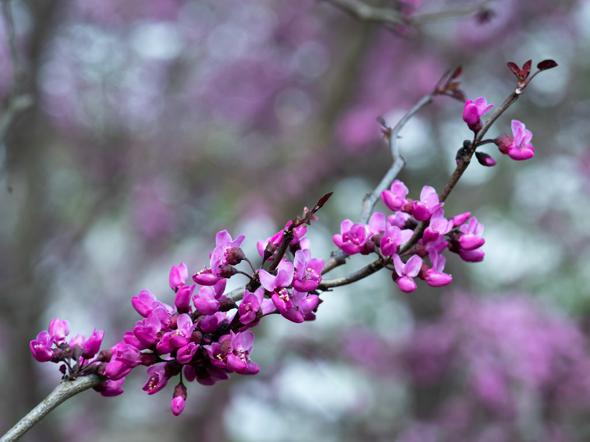 Red Bud