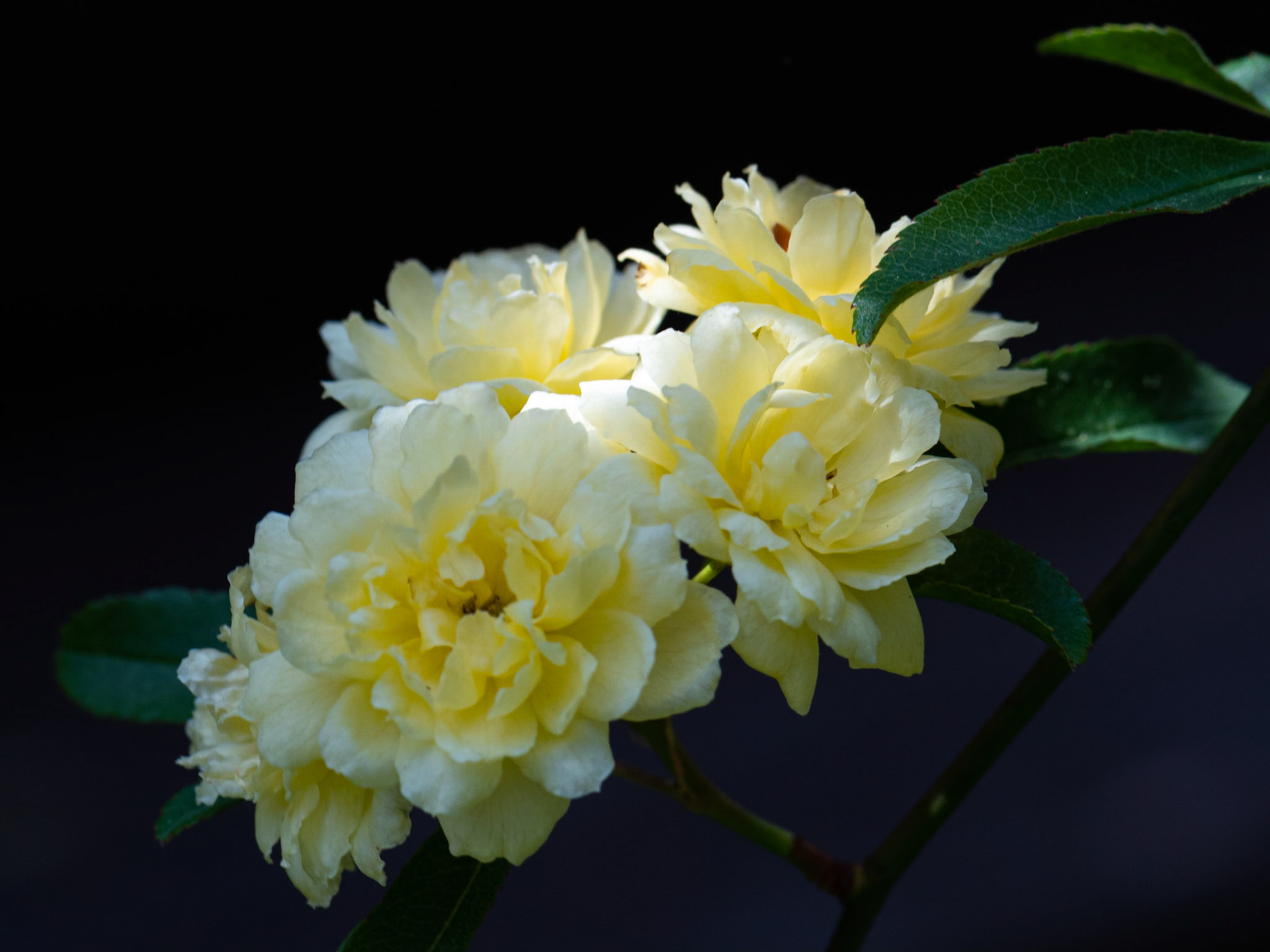 Lady Banks Rose