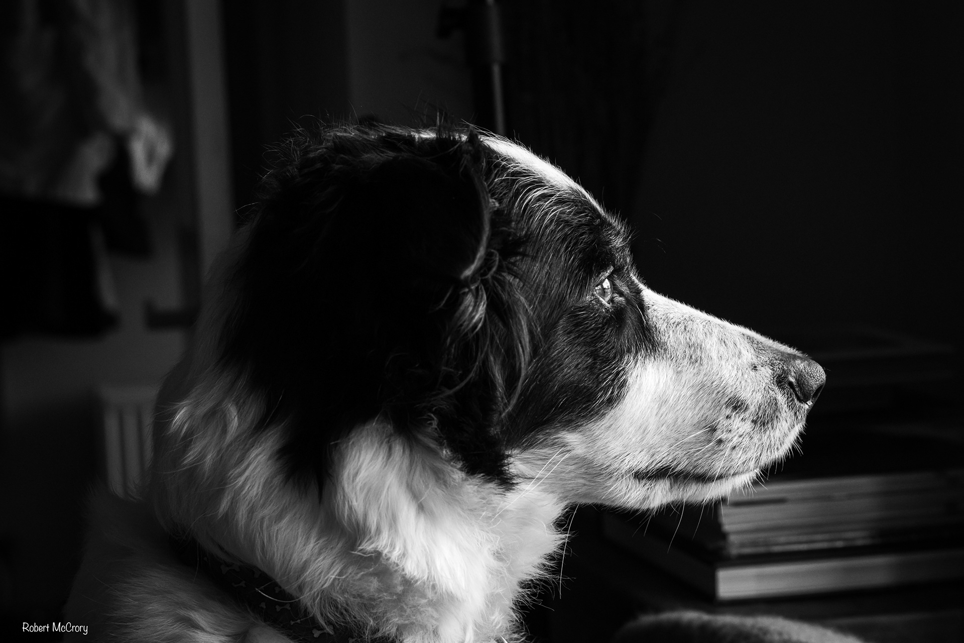 Black and white dog portrait photography, living in the lens, Scotland, border collie portrait