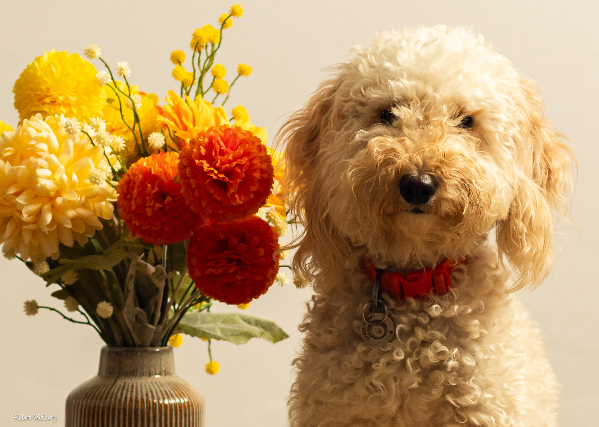 cockapoo portrait photography