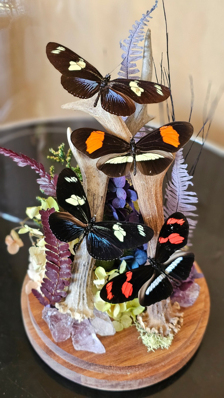 Butterfly domes
