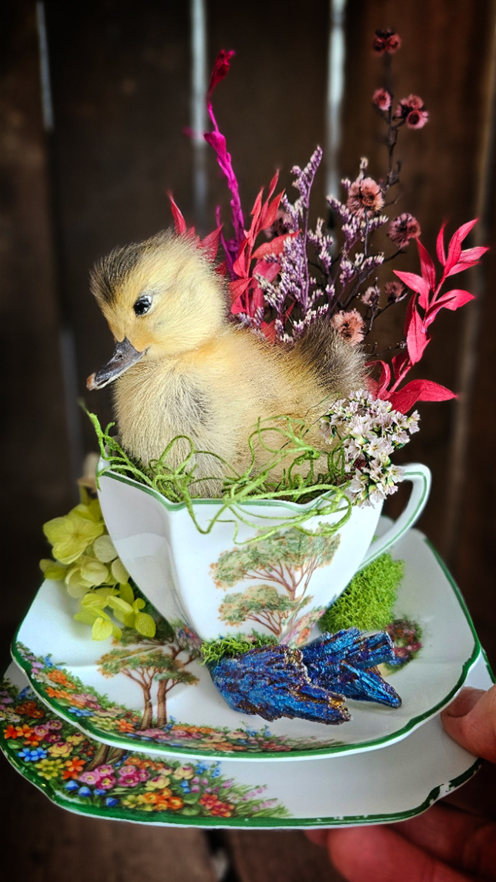 Oddities & taxidermy