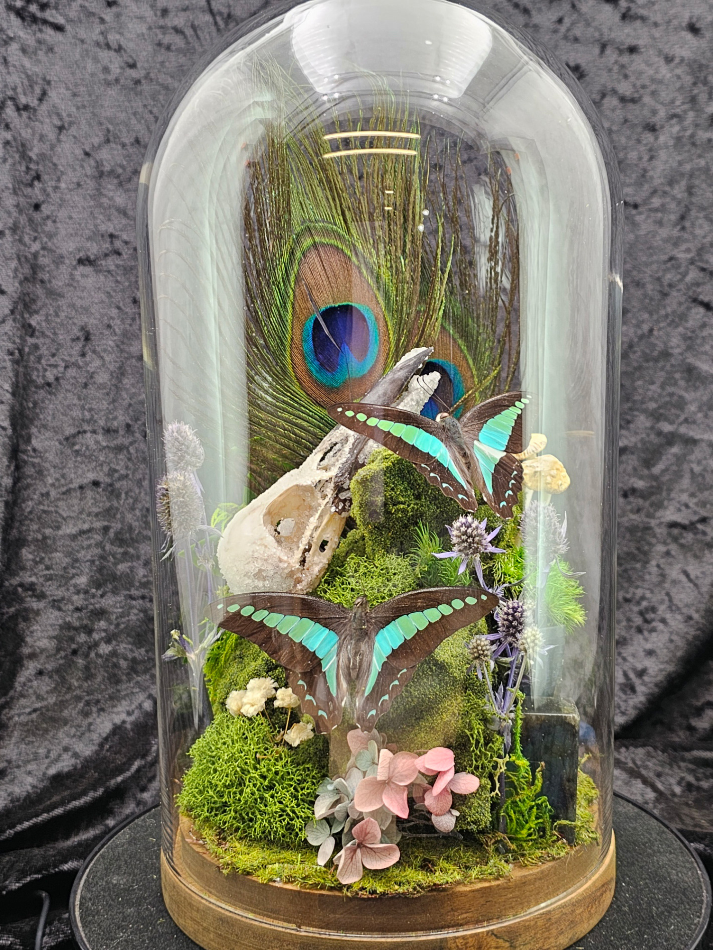 Butterfly domes
