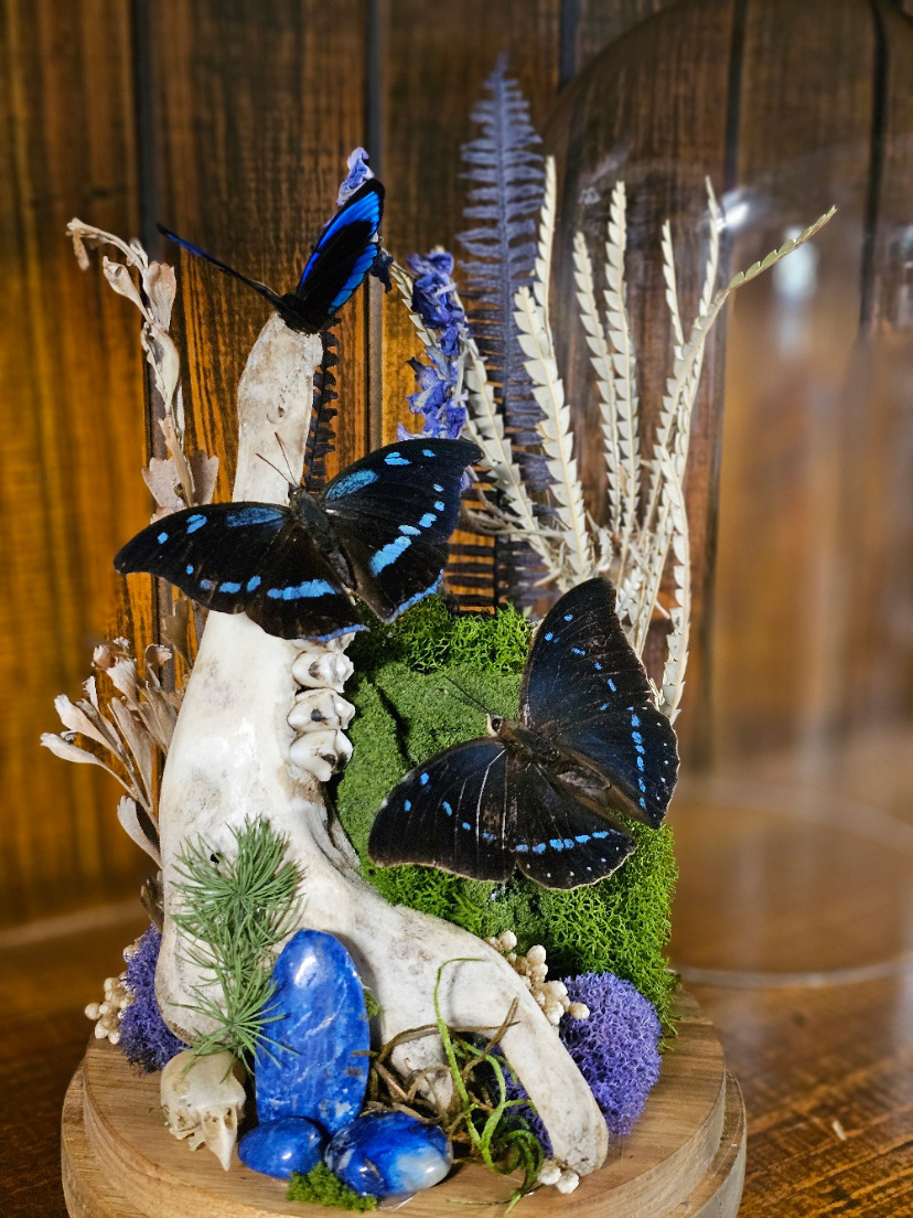Butterfly domes
