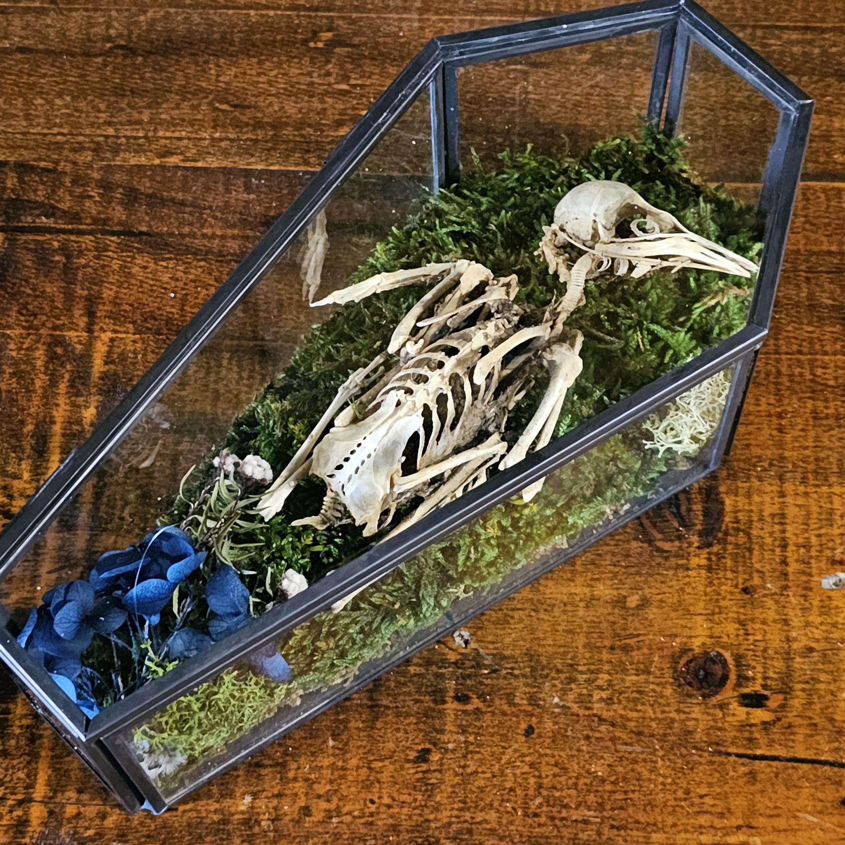 Oddities & taxidermy