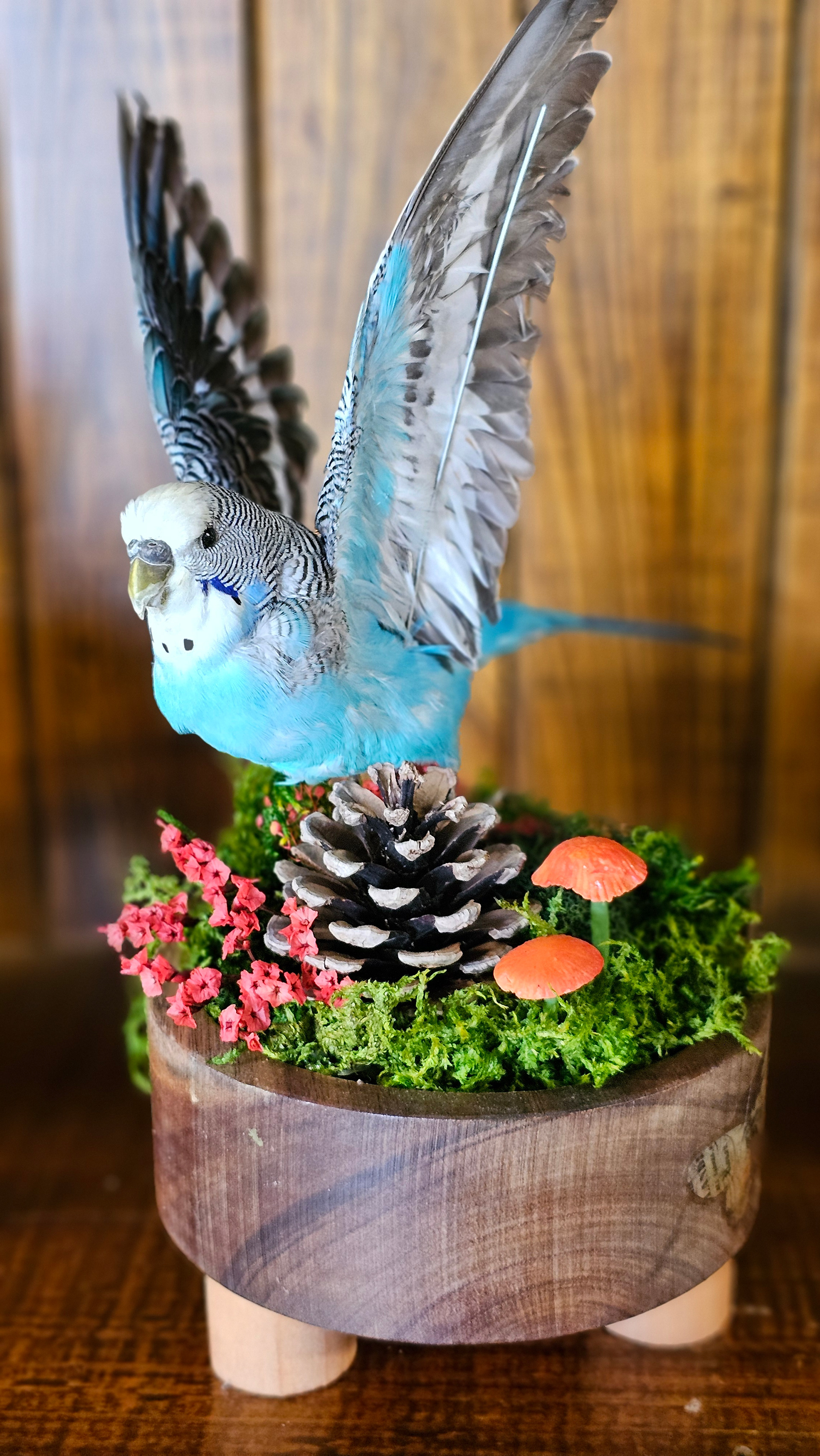 Oddities & taxidermy
