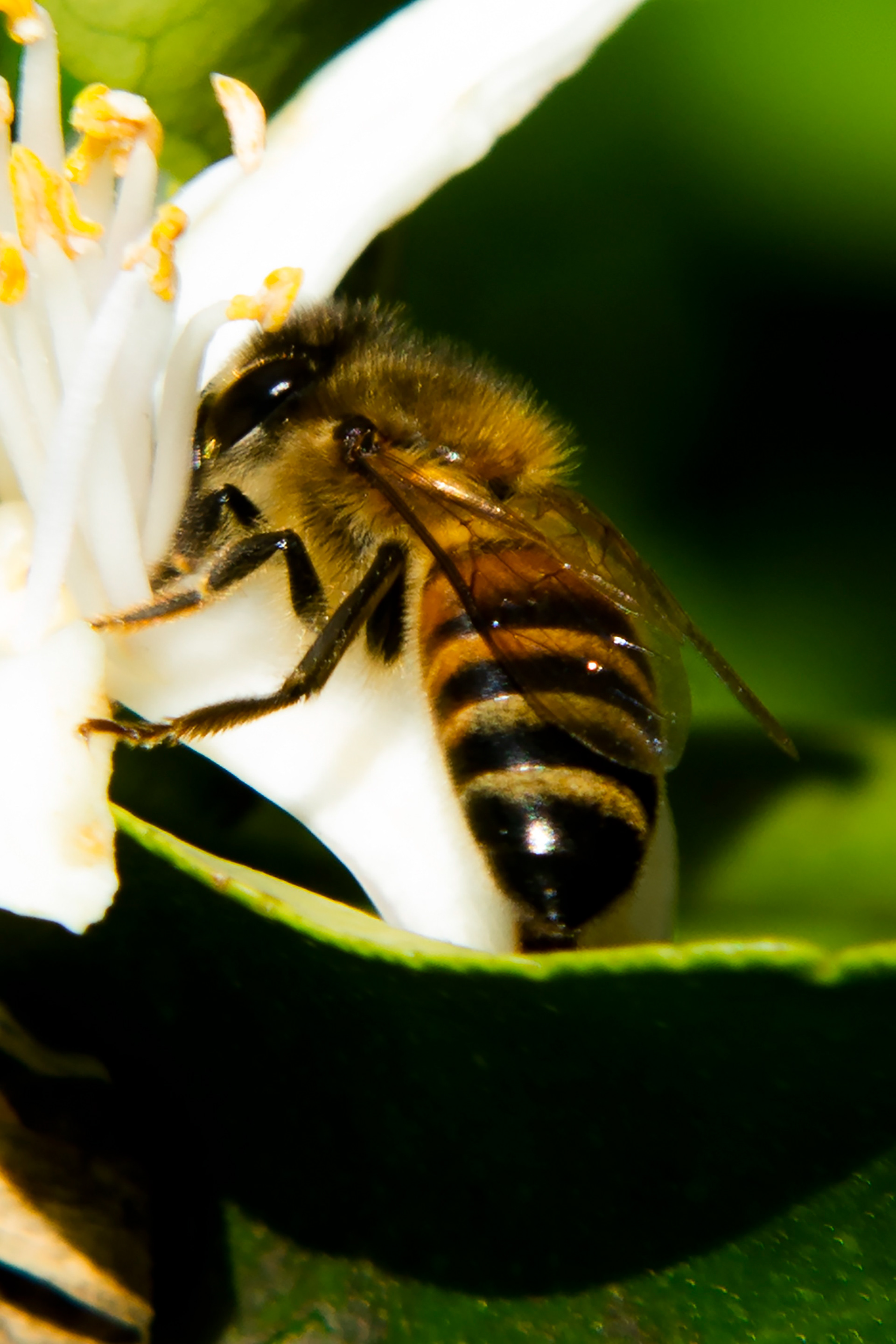 Abeja en Flor limonero (Haedo - Prov. Bs. As.)