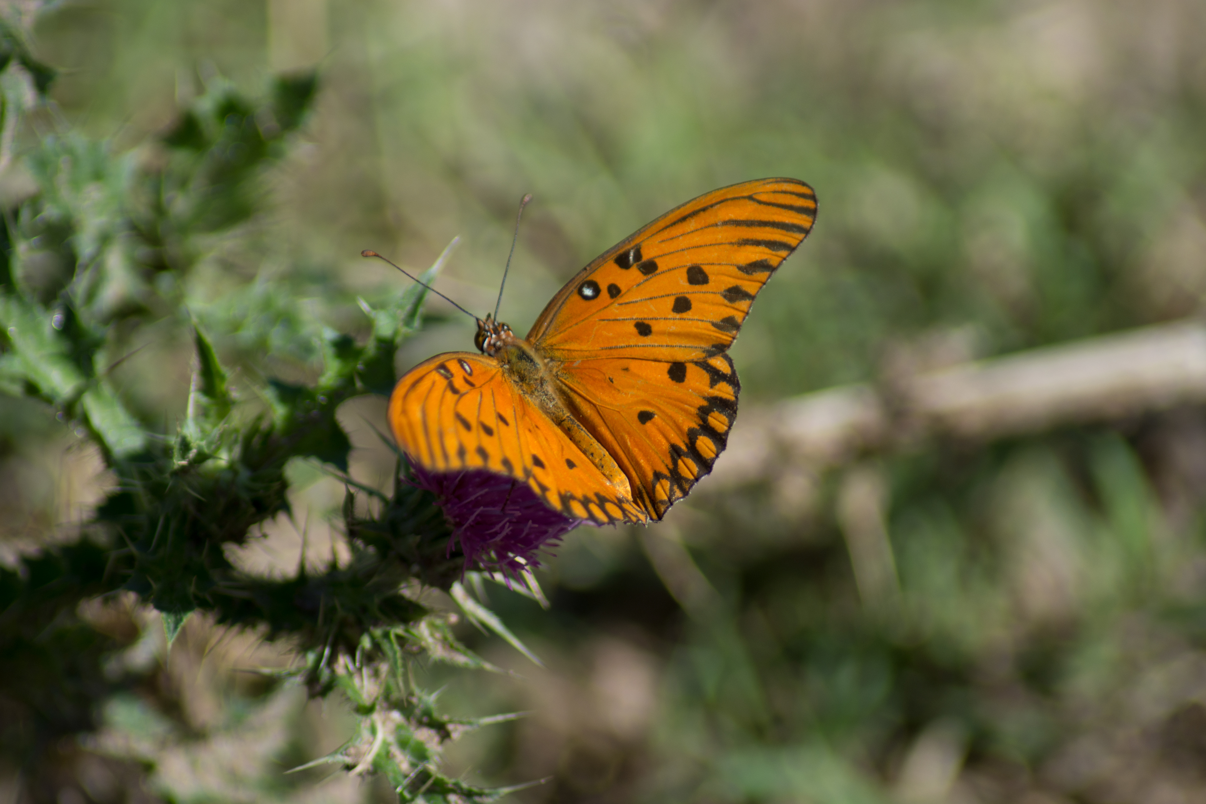 Mariposa Espejo (Reserva Ecologica CABA)