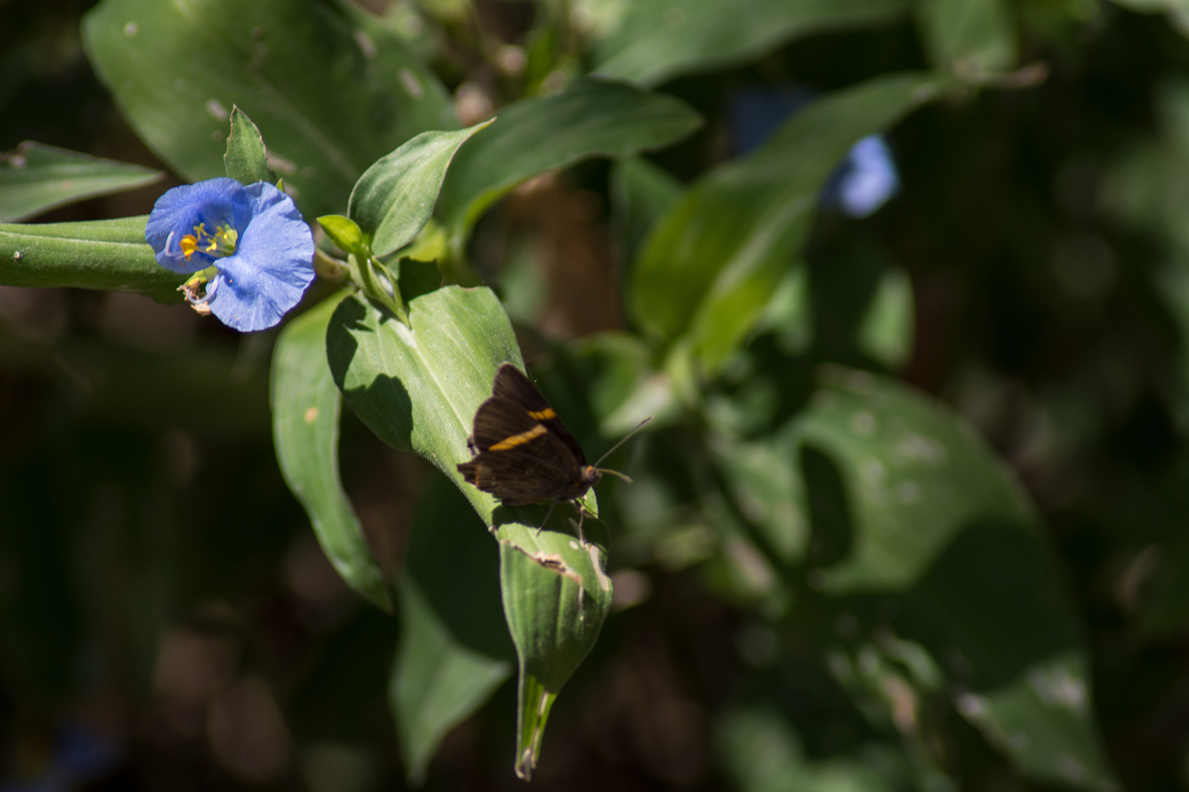 Mariposa (Reserva Ecológica CABA)