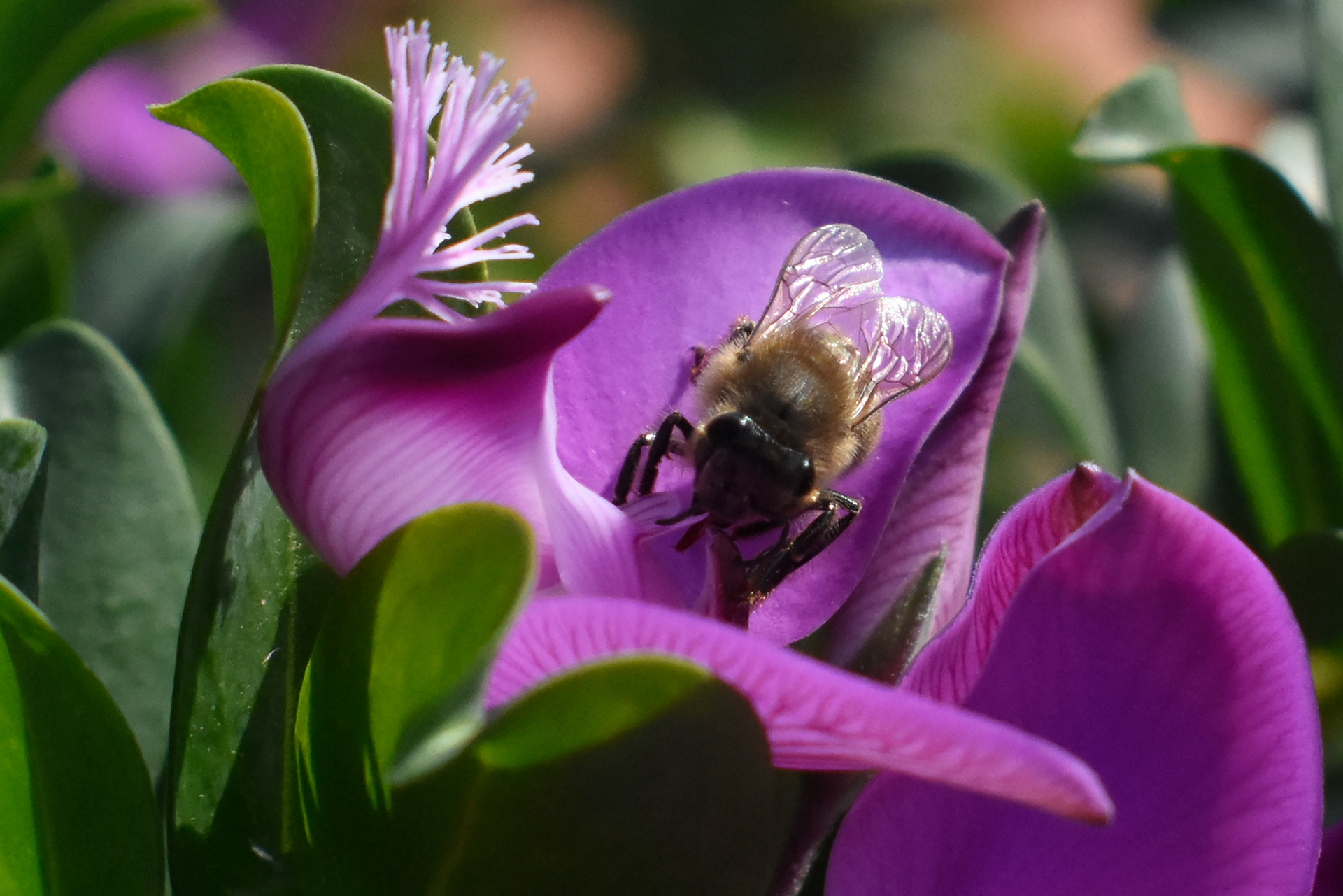 Abeja (Haedo - Prov. Bs. As.)