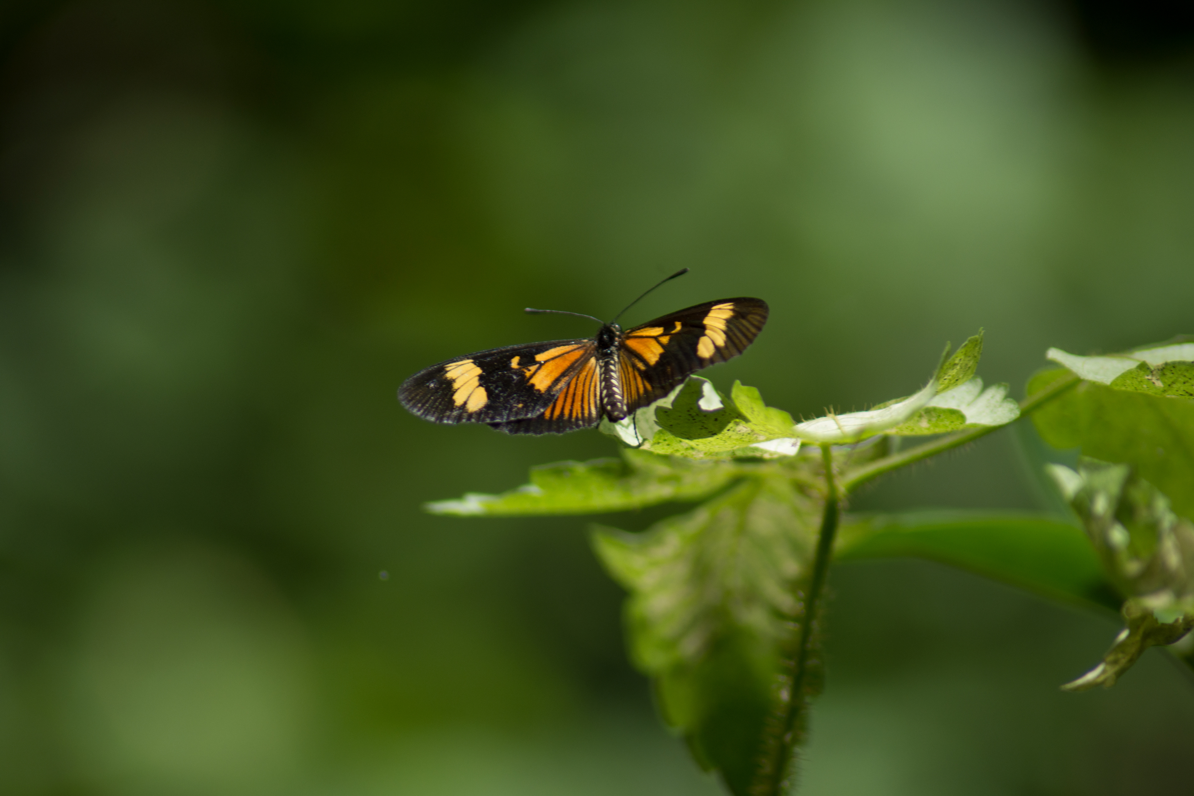 Mariposa (Reserva Ecologica CABA)