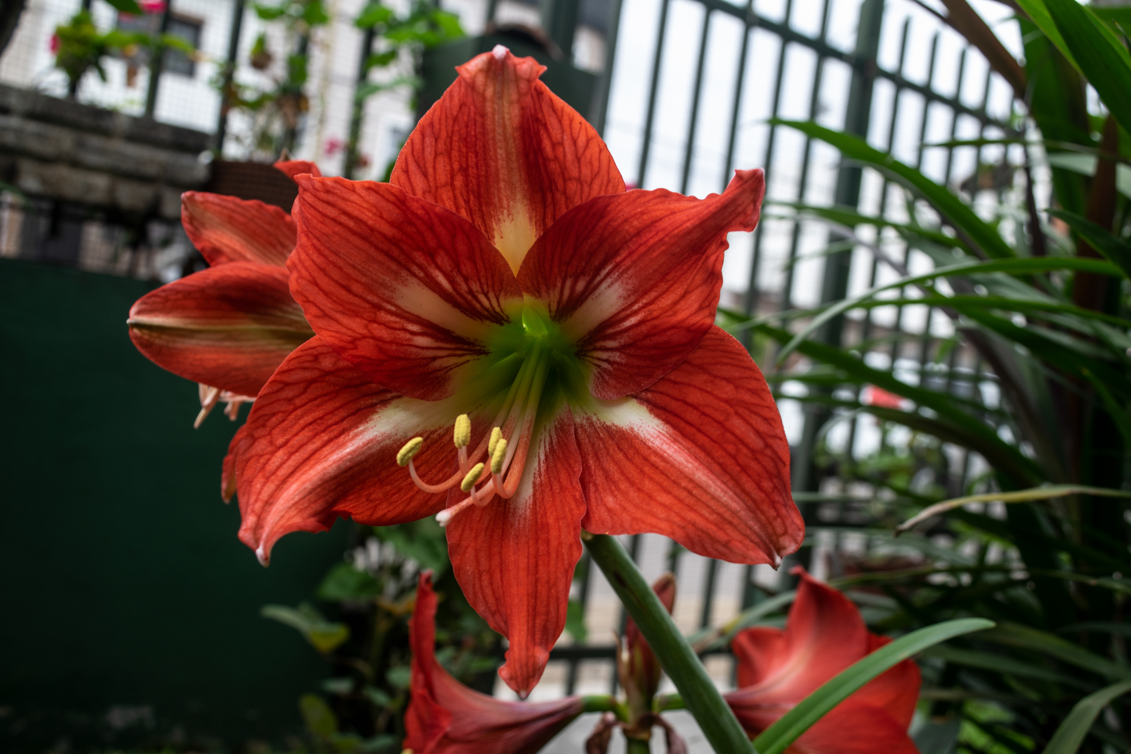 Amarilli Rojo corazon blanco