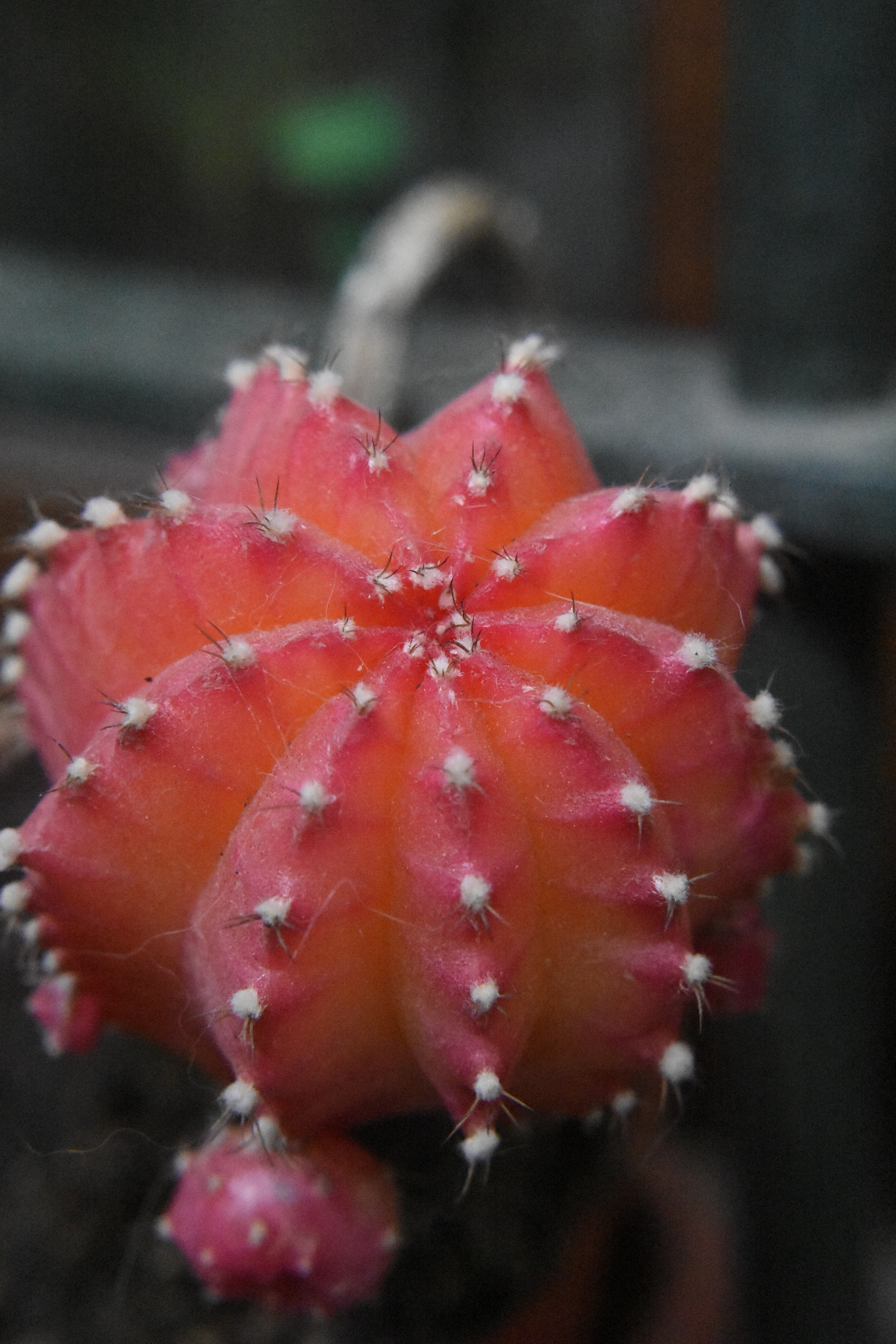 Gymnocalycium Mihanovichii Rojo