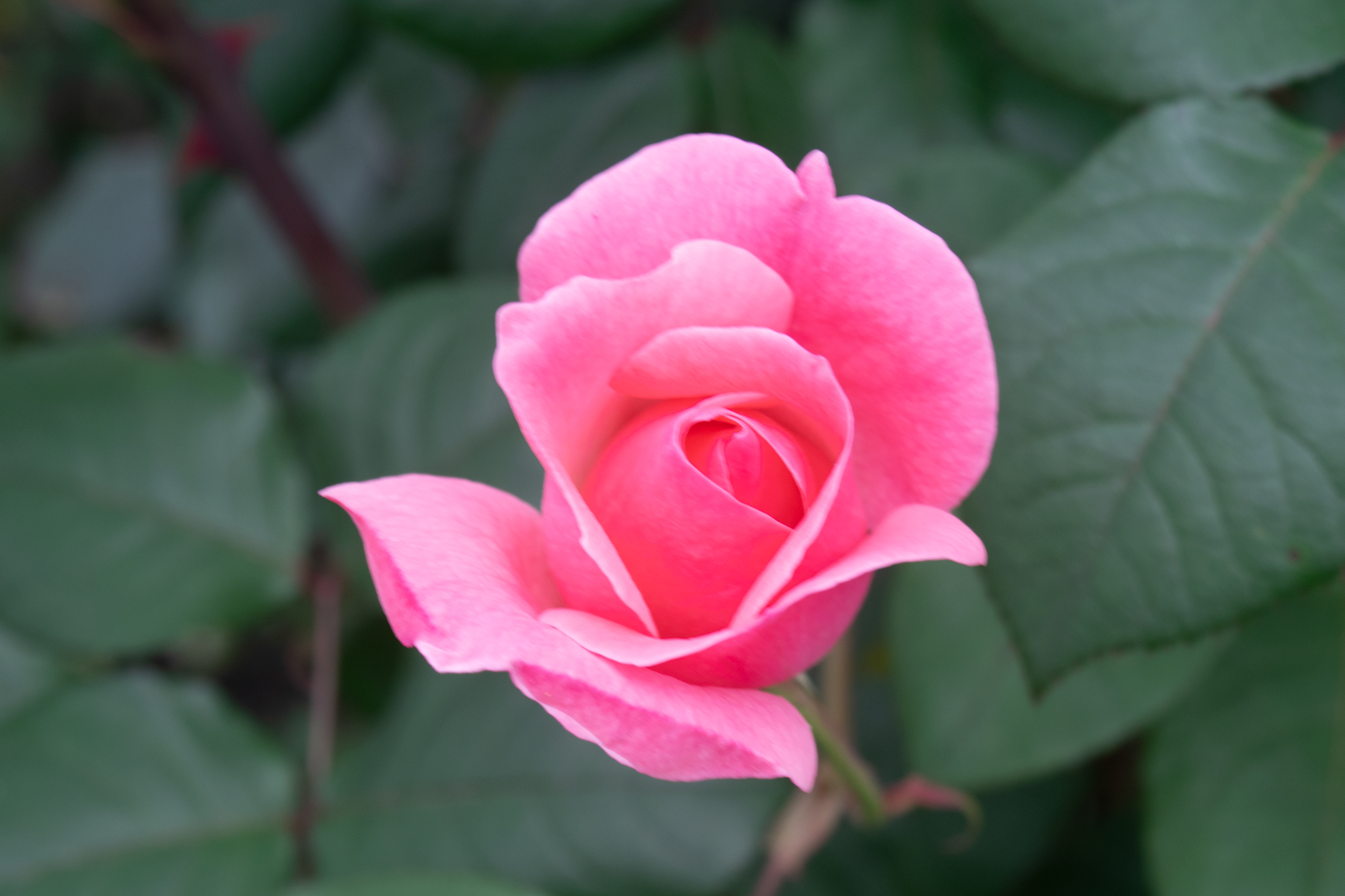 Rosas Rosas