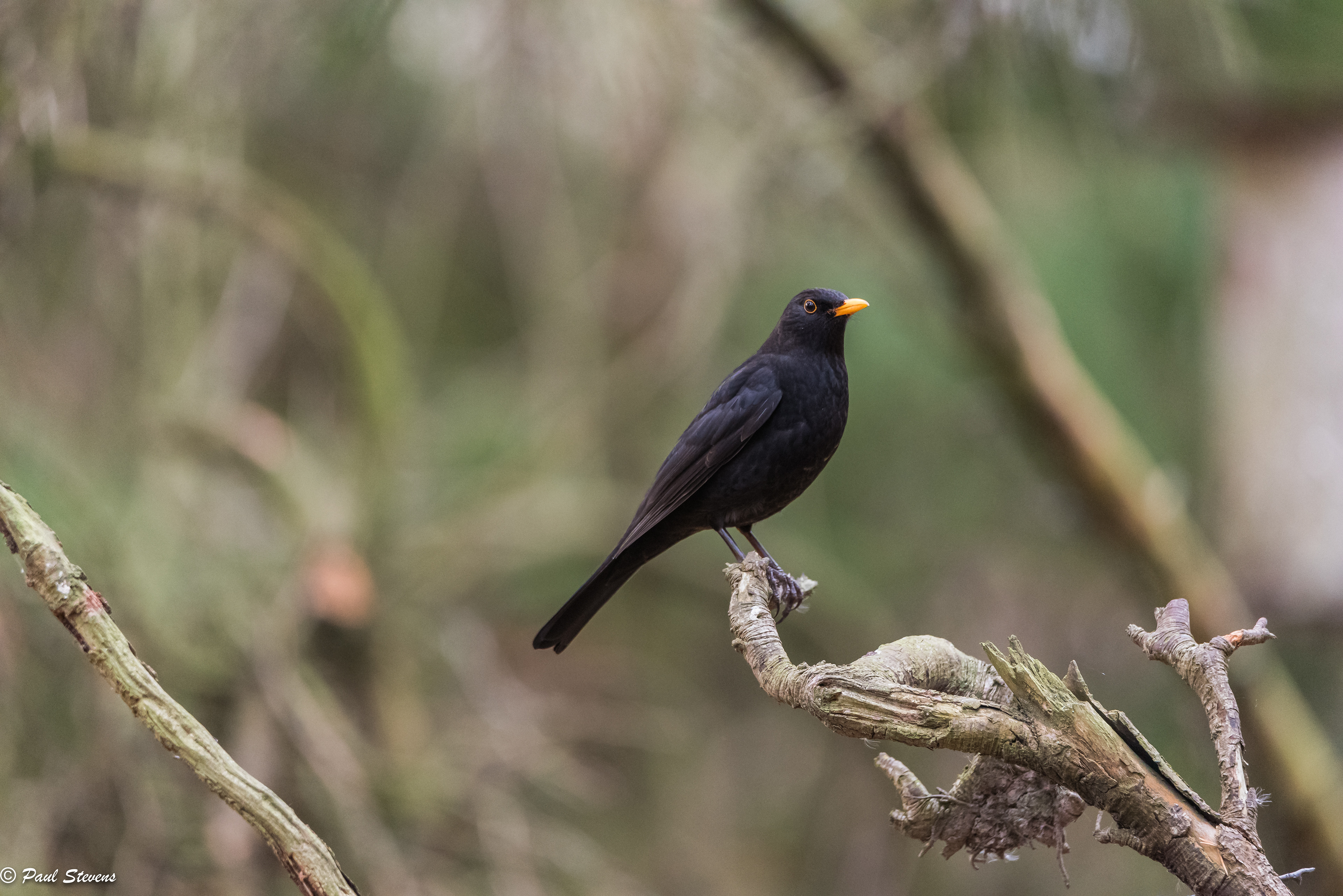 Blackbird - Turdus merula