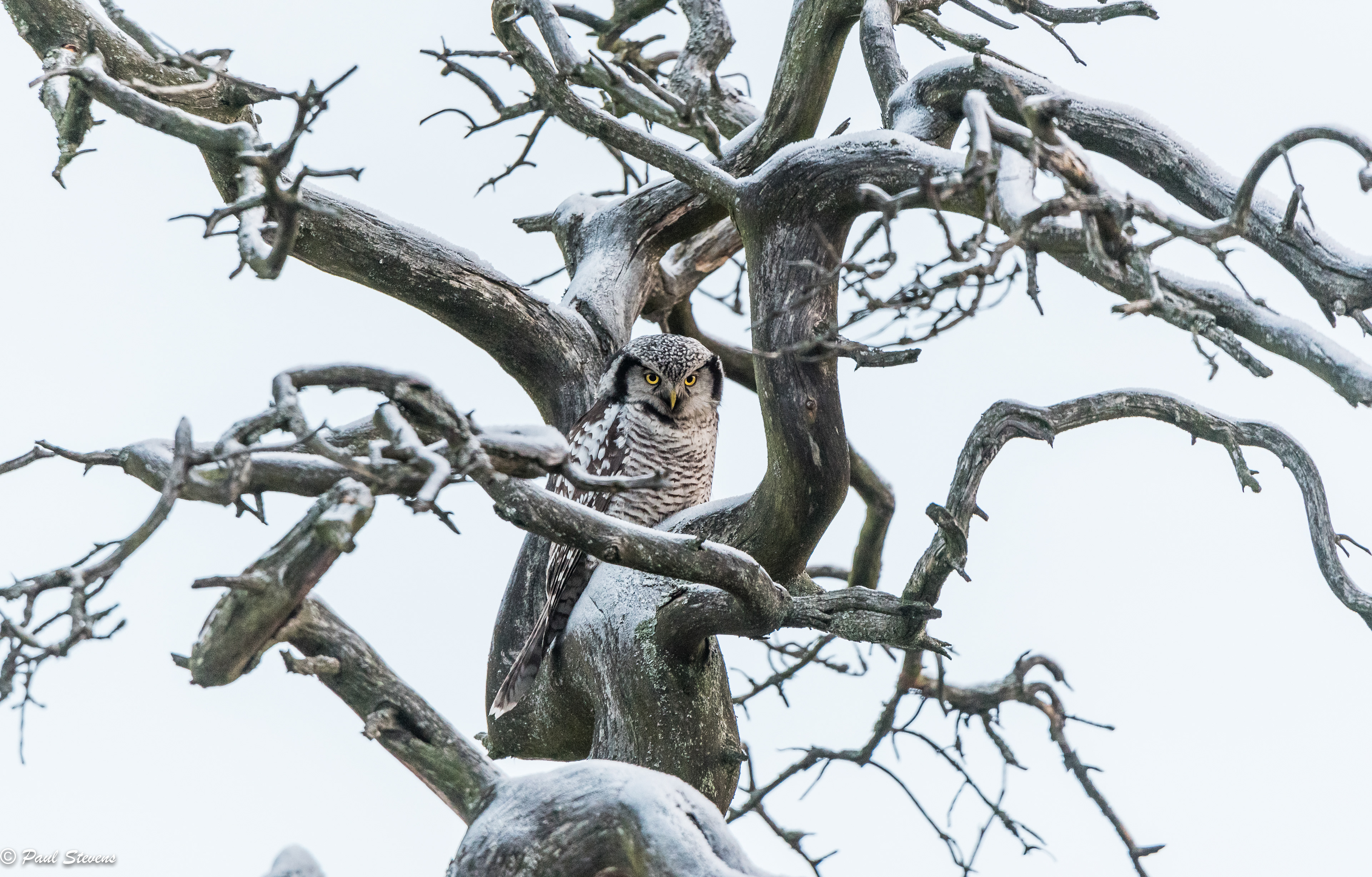 Hawk owl - Surnia ulula