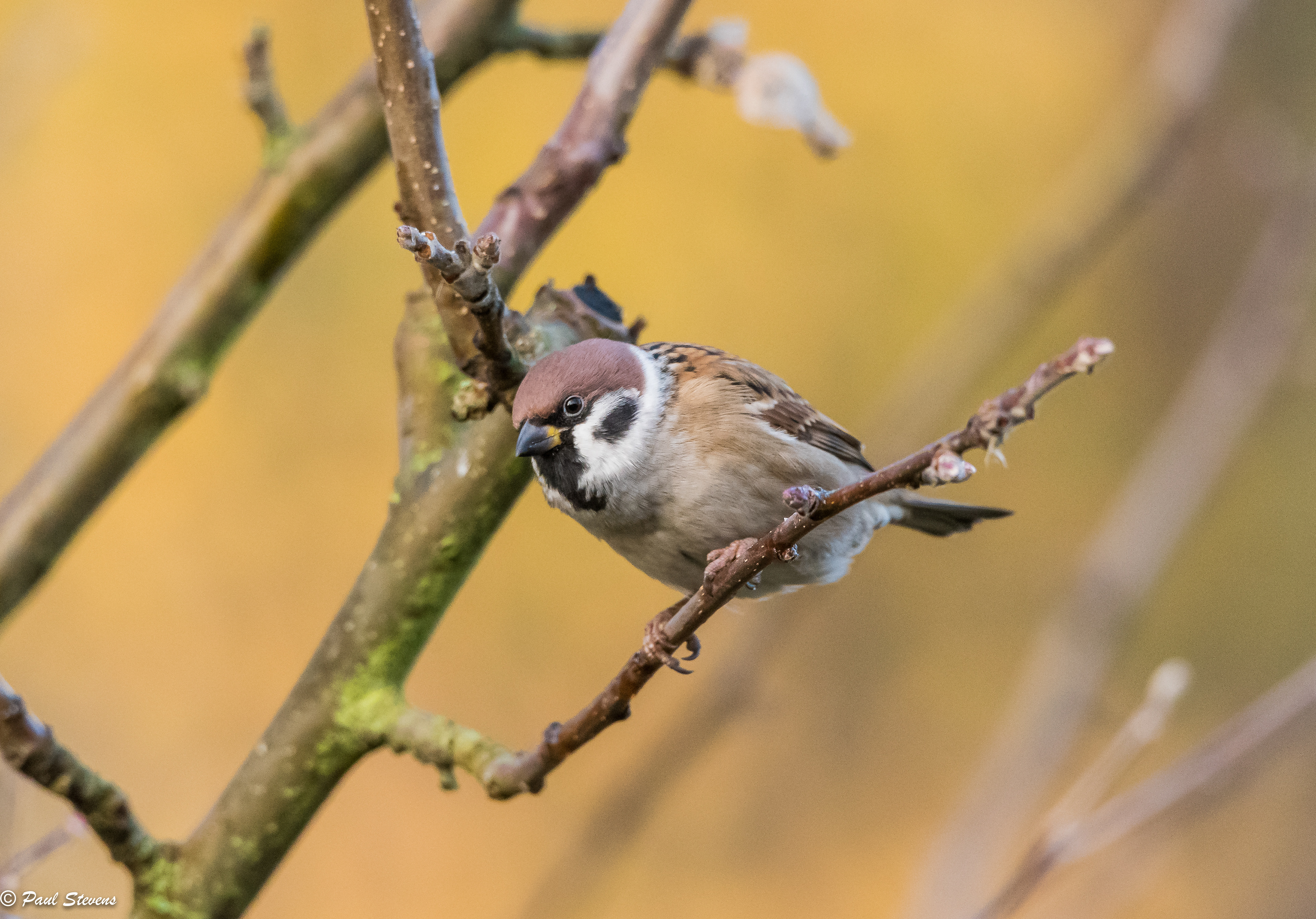 Tree sparrow - Passer montanus