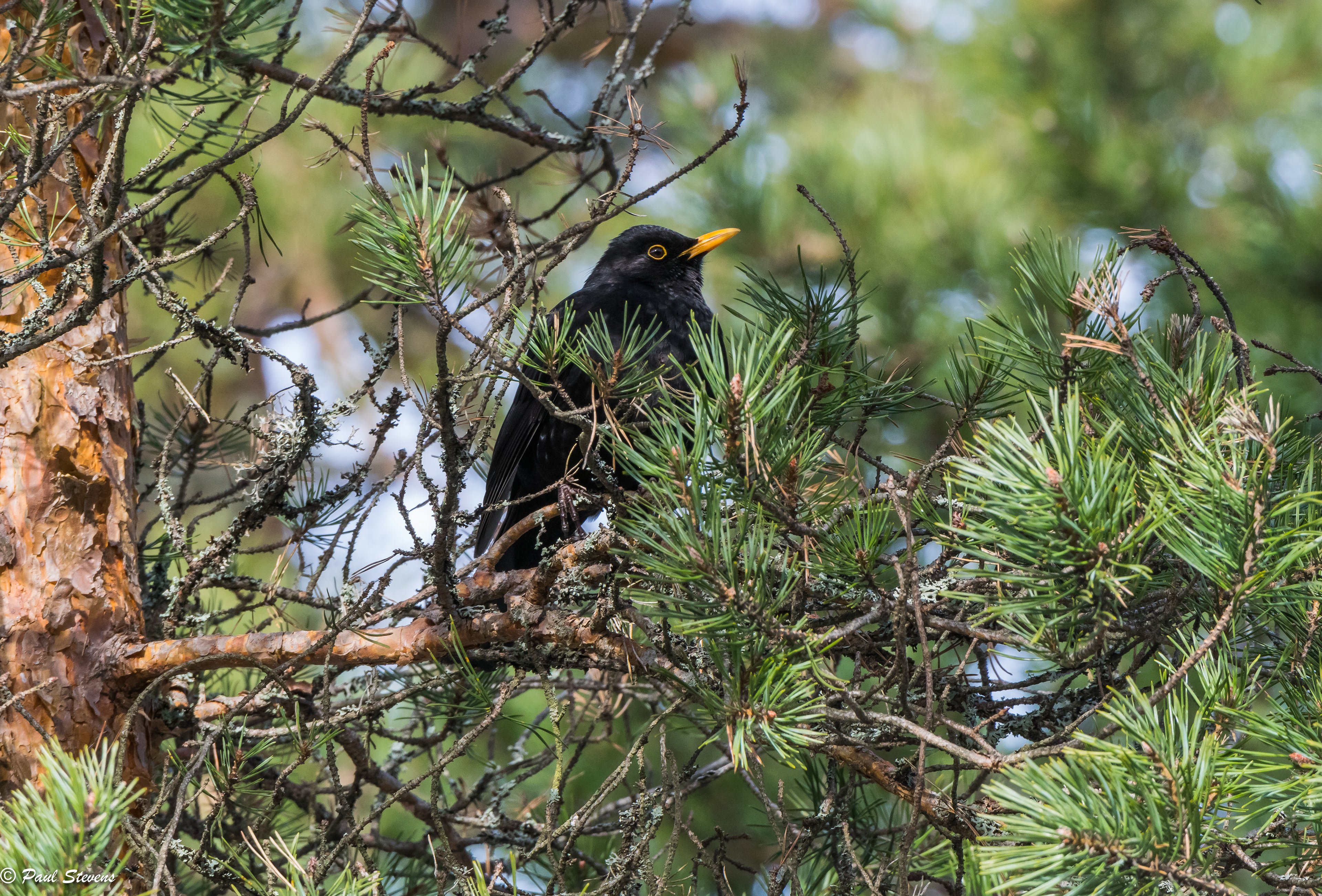 Blackbird - Turdus merula