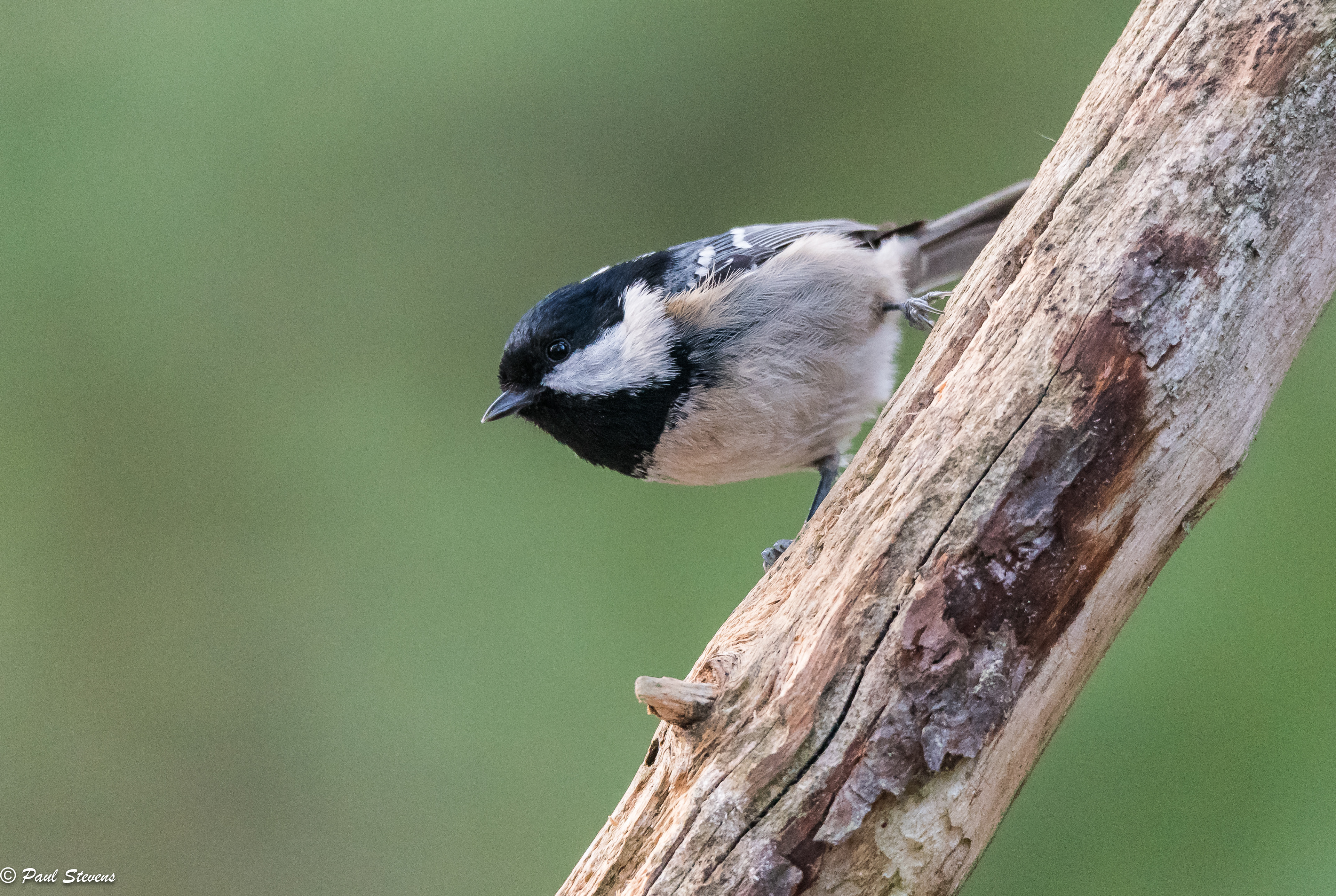Coal tit - Periparus ater