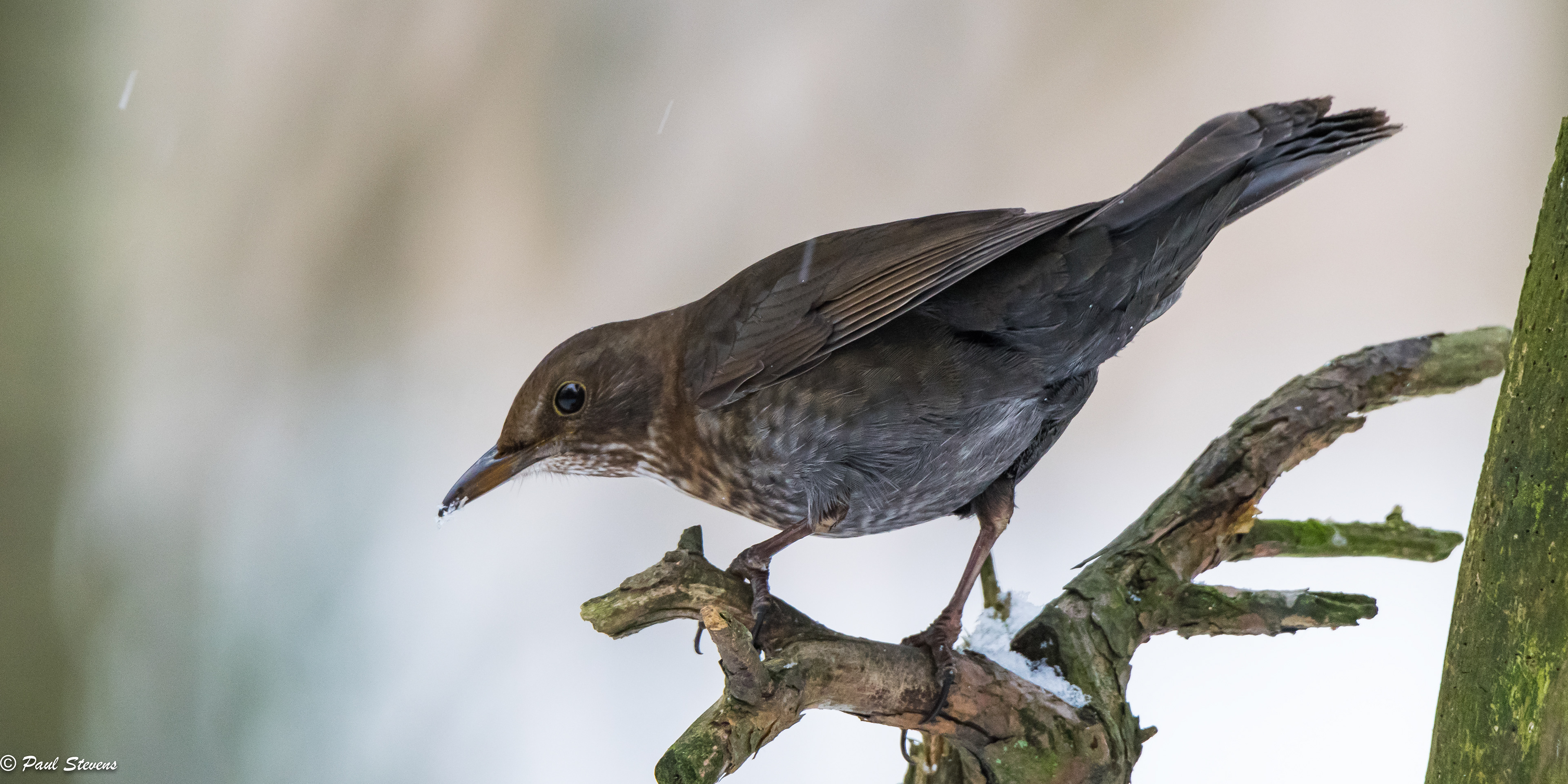 Blackbird - Turdus merula