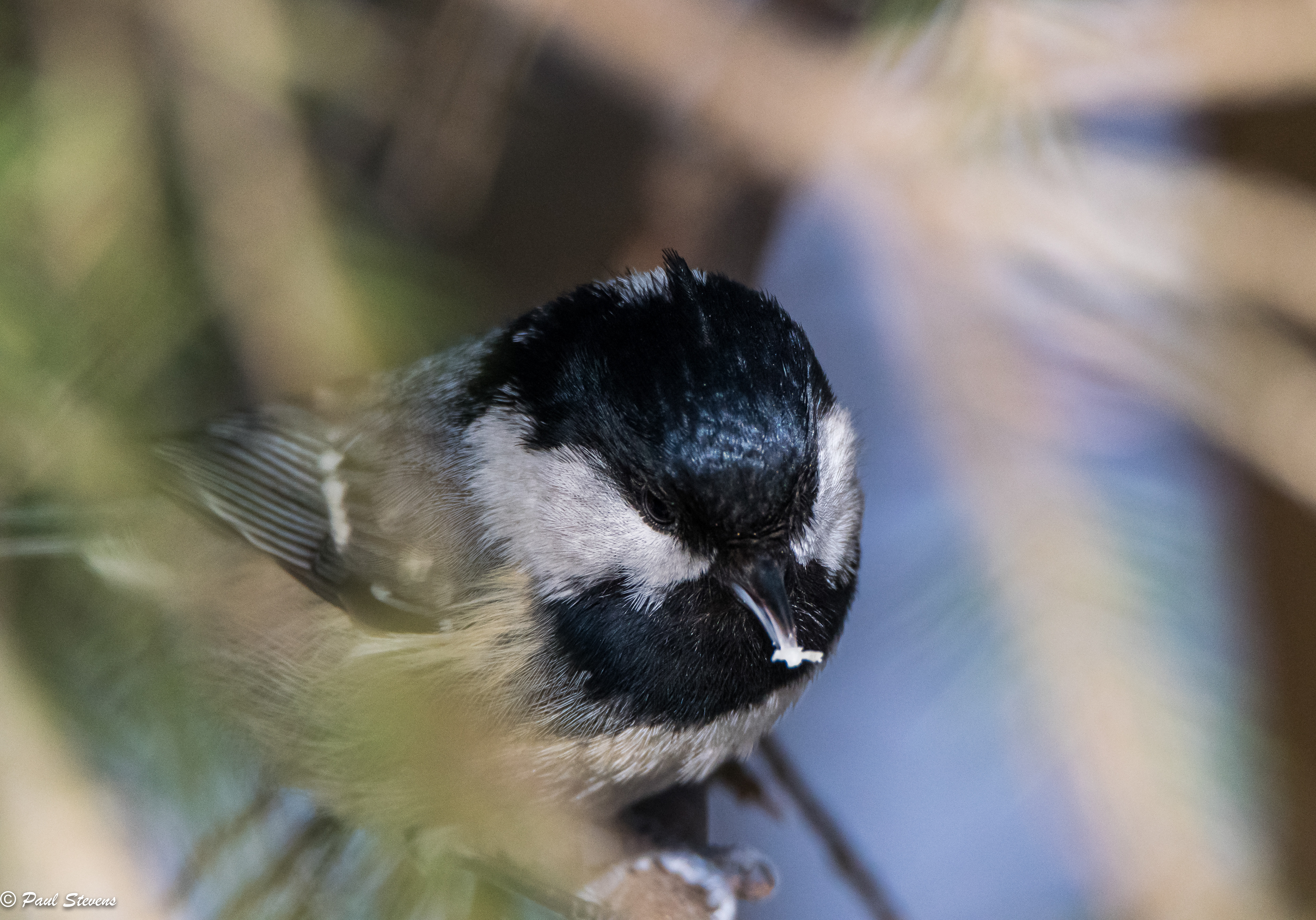 Coal tit - Periparus ater