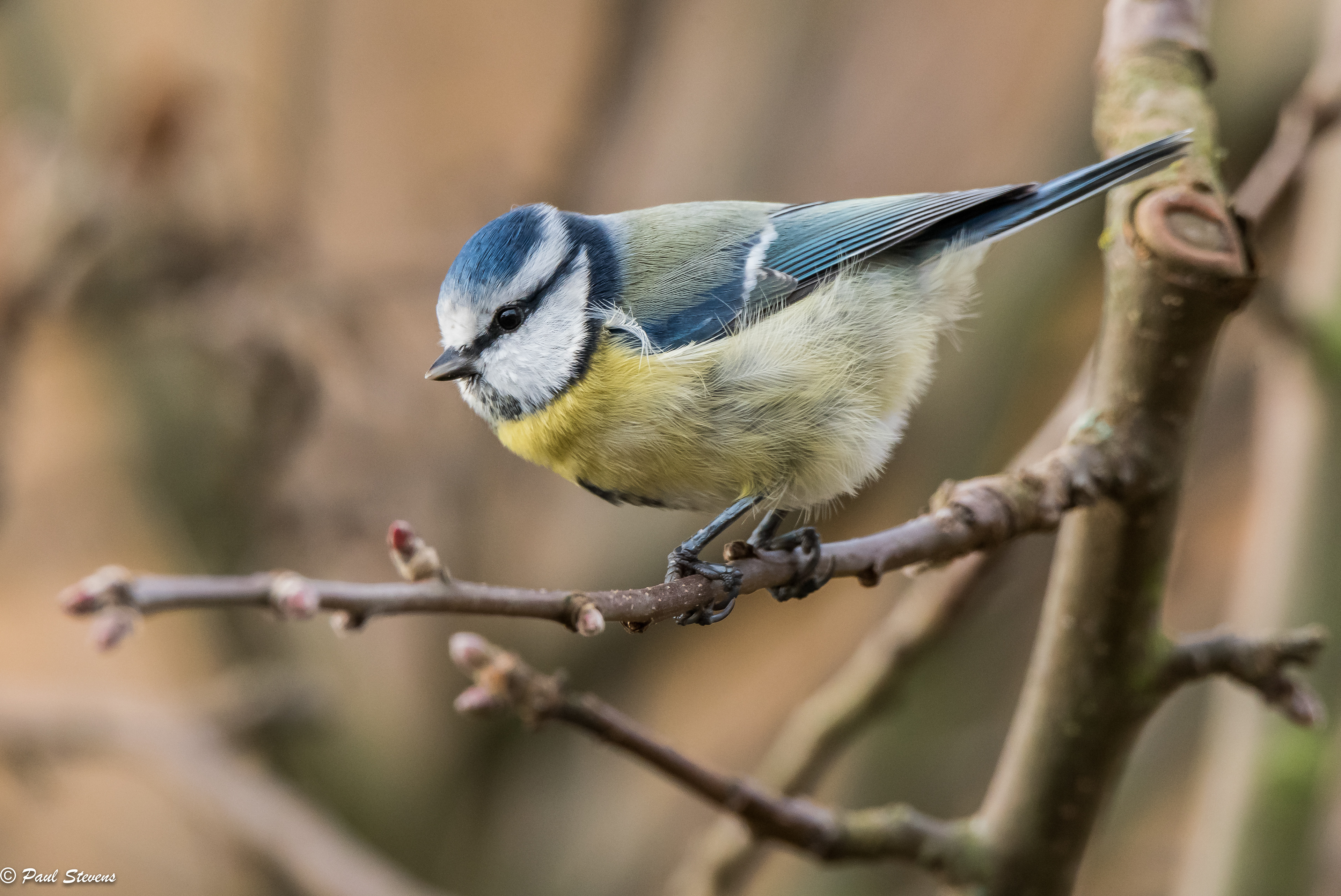 Blue tit - Cyanistes caeruleus